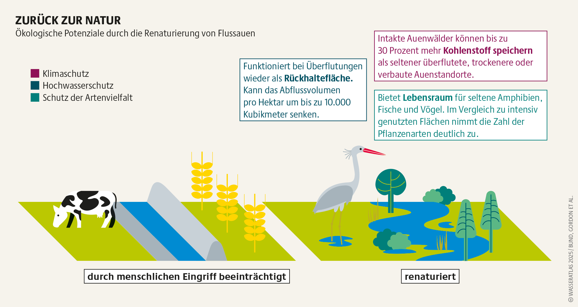 Renaturierung von Flusslandschaften bringt Vorteile für Hochwasser-, Klima- und Artenschutz. (Wasseratlas 2025, STOCKMAR+WALTER, CC BY 4.0) Gewässerschutz: Die Grafik zeigt die Vorteile eines renaturierten Flusses im Vergleich zu einem vom Menschen veränderten. (Wasseratlas 2025, STOCKMAR+WALTER, CC BY 4.0)