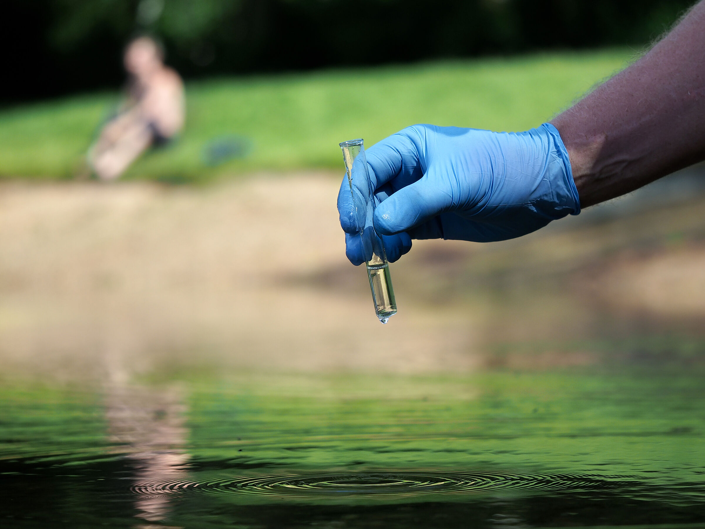 Gefährdung und Schutz von bayerischen Seen: Eine mit Gummihandschuh bekleidete Hand nimmt eine Gewässerprobe an einem See