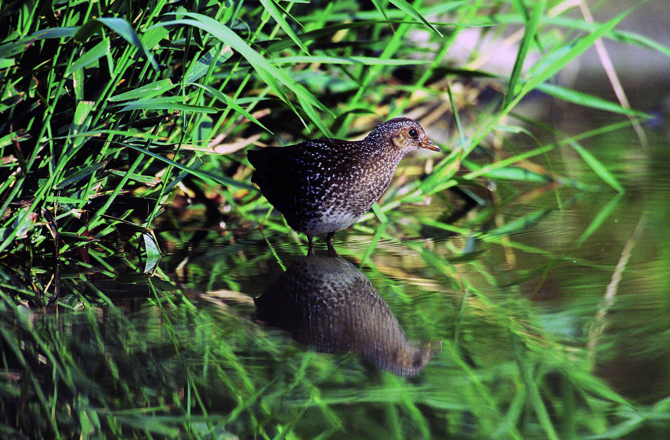 Schutz von Fluss und Aue – auch das Tüpfelsumpfhuhn fühlt sich an naturnahen Gewässern wohl