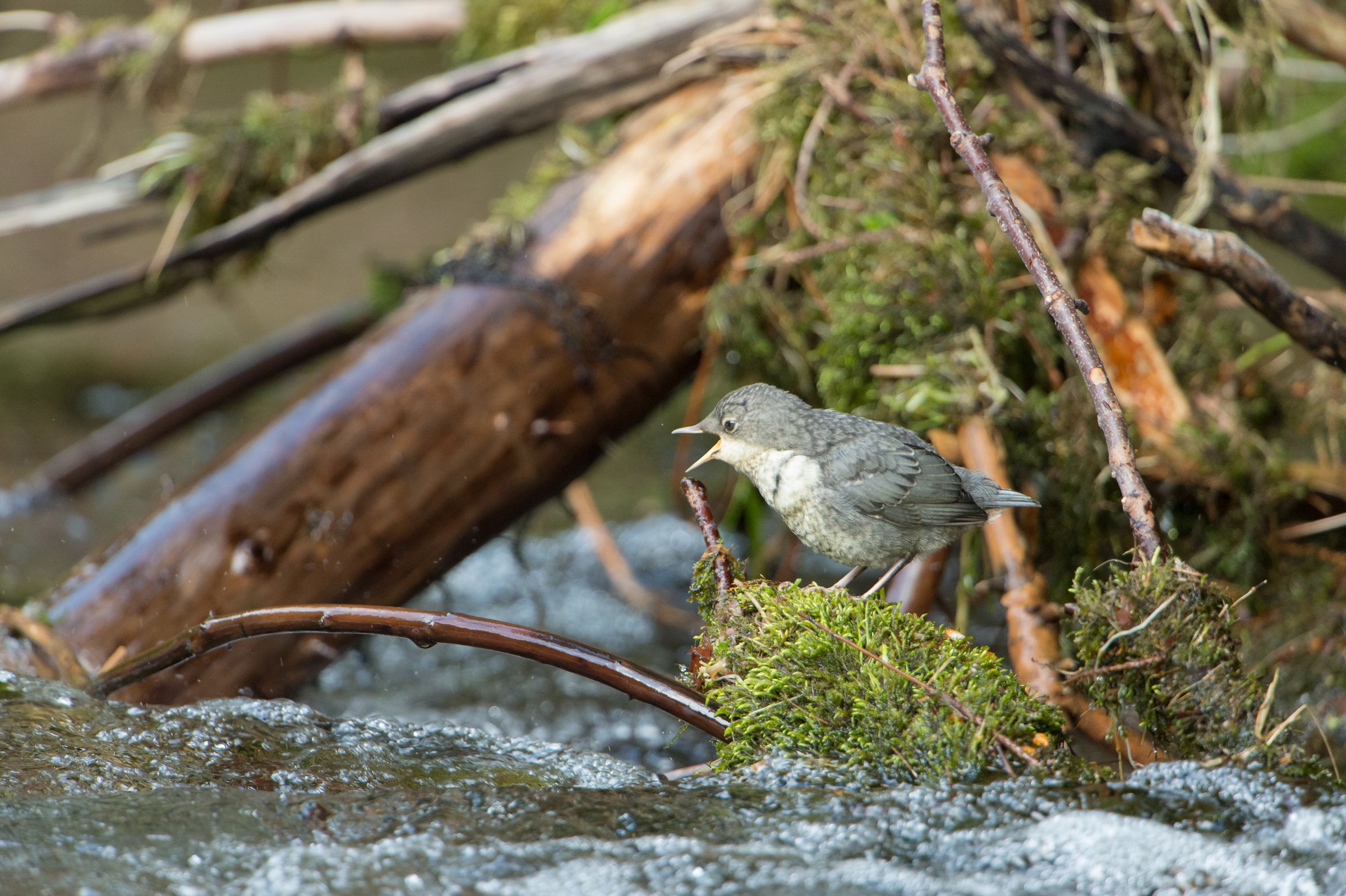 Wasserkraft Bayern – Diese junge Wasseramsel braucht schnell fließende, ungestaute Flüsse. 