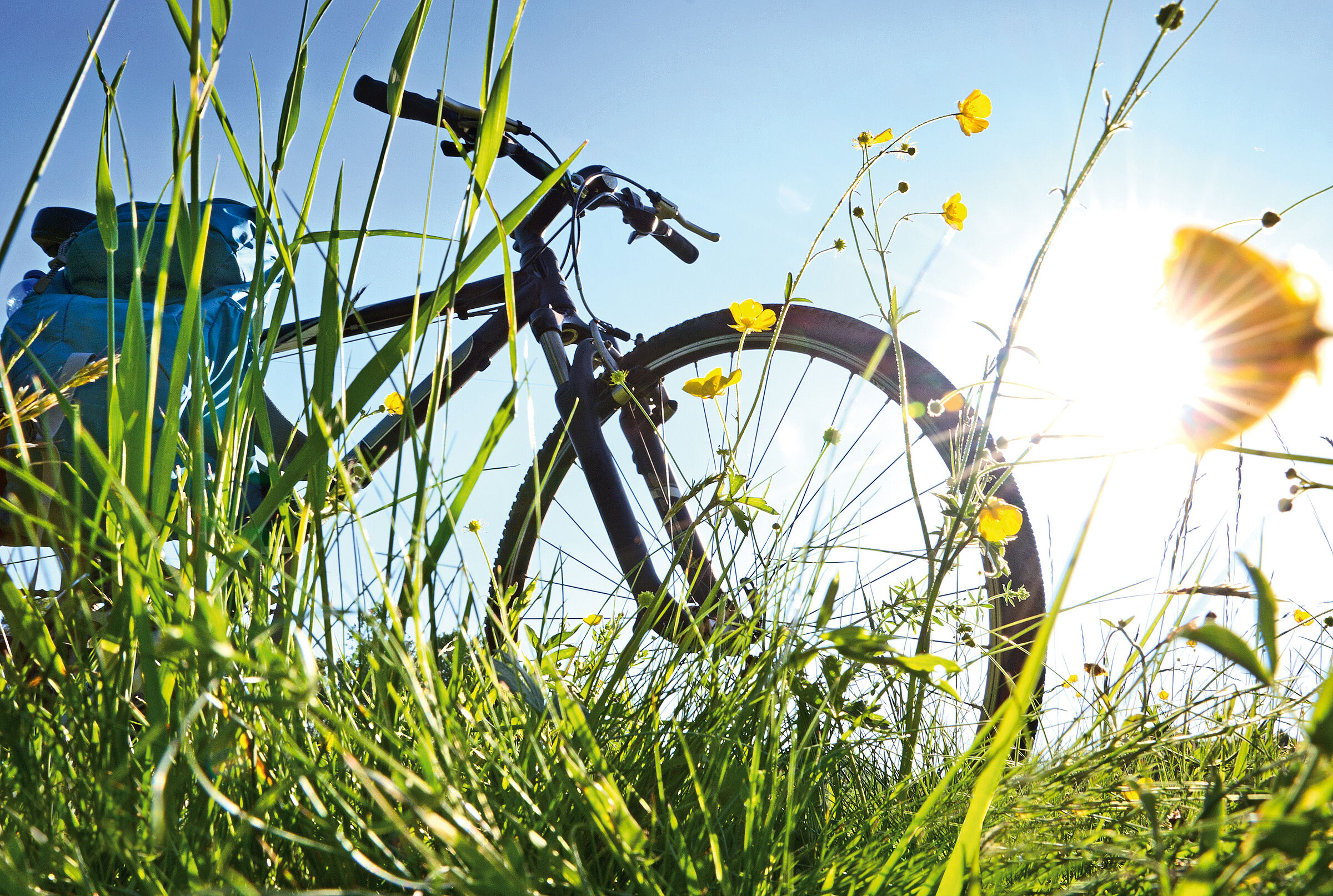 Grünes Band: Ein Fahrrad steht in einer hohen Wiese im Gegenlicht