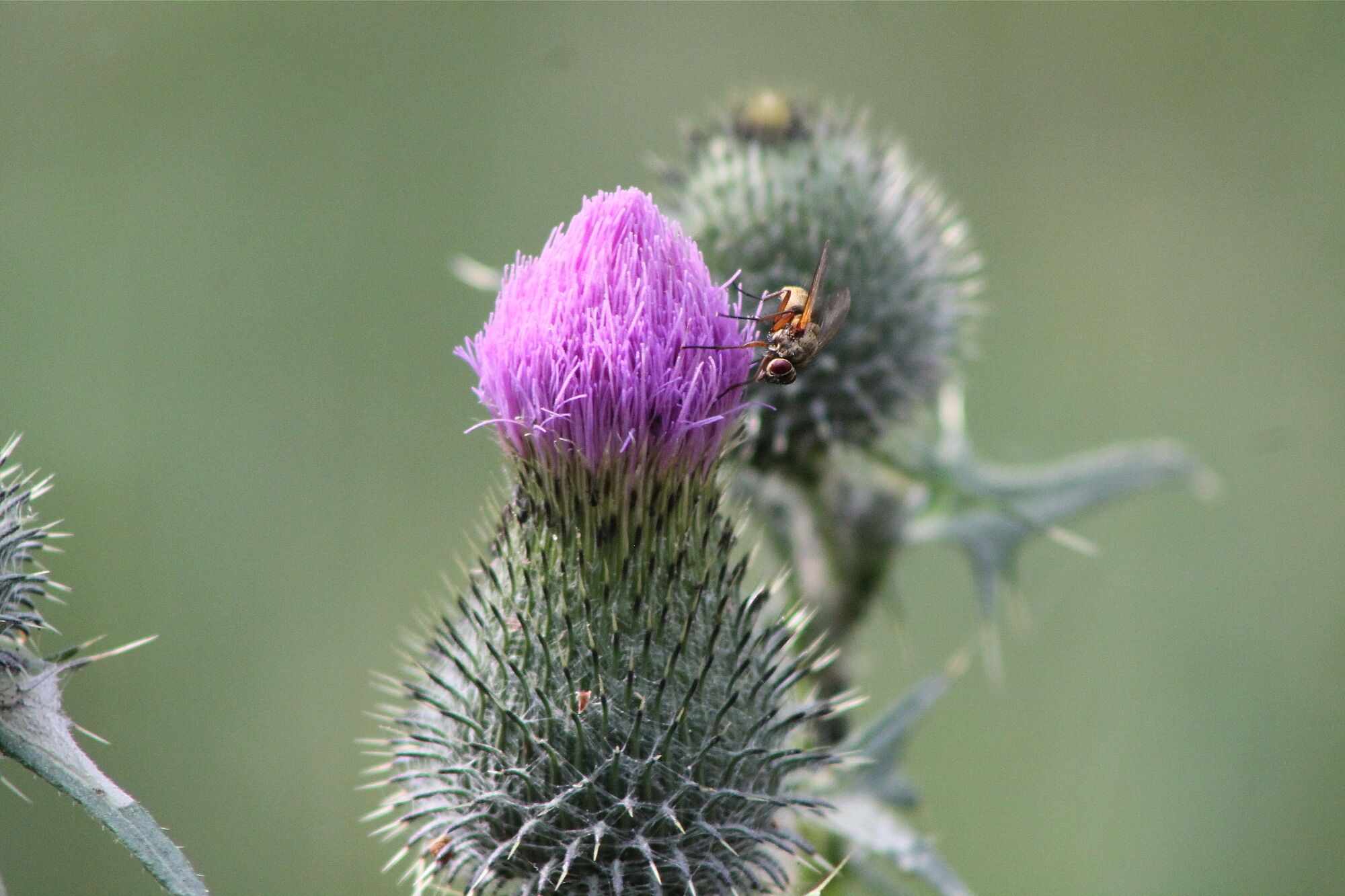 Gewöhnliche Kratzdistel (Foto: Tobias Erras)