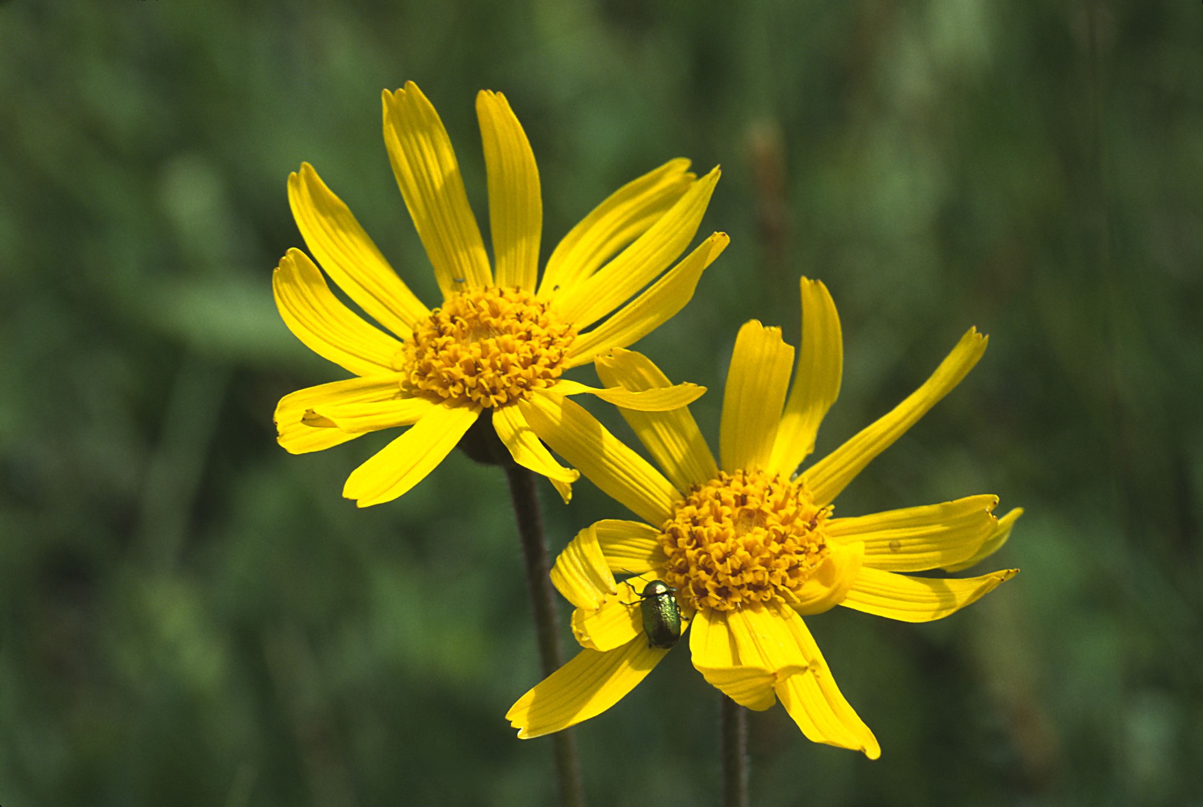 Pflanzen am Grünen Band: Zwei gelbe Blüten einer Arnika mit einem grünen Käfer darauf vor grünem Hintergrund