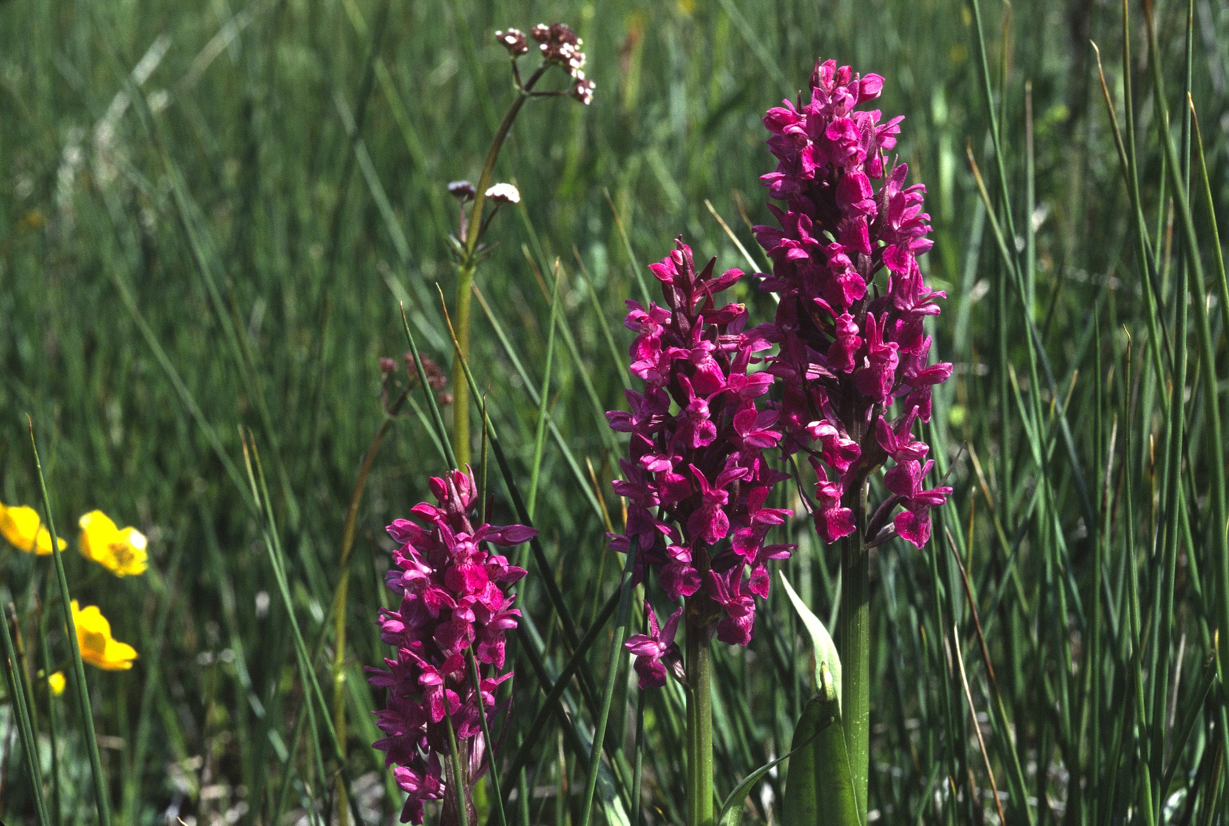 Pflanzen am Grünen Band: Eine pinkfarbige Orchidee - Breitblättriges Knabenkraut - blüht auf einer Wiese