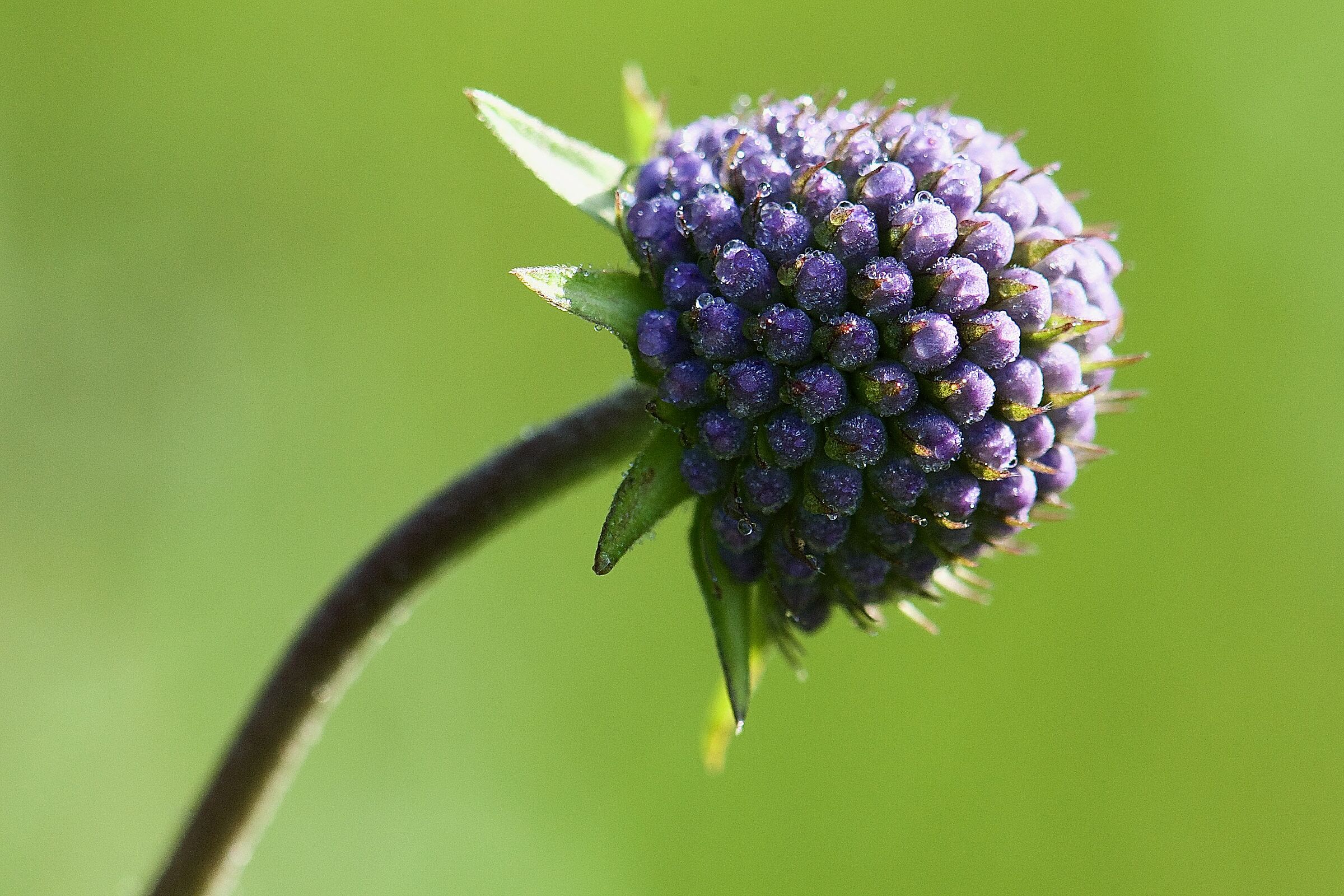 Teufelsabbiss (Foto: A. & U. Buhani)