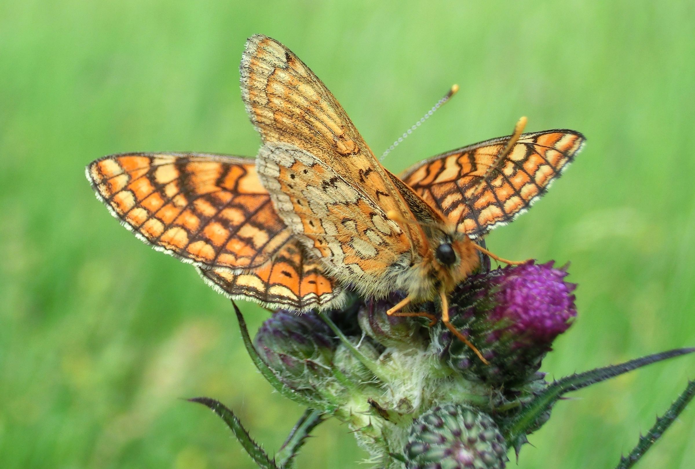 Projekt Goldener Scheckenfalter: Zwei Falter sitzen auf einer Blume