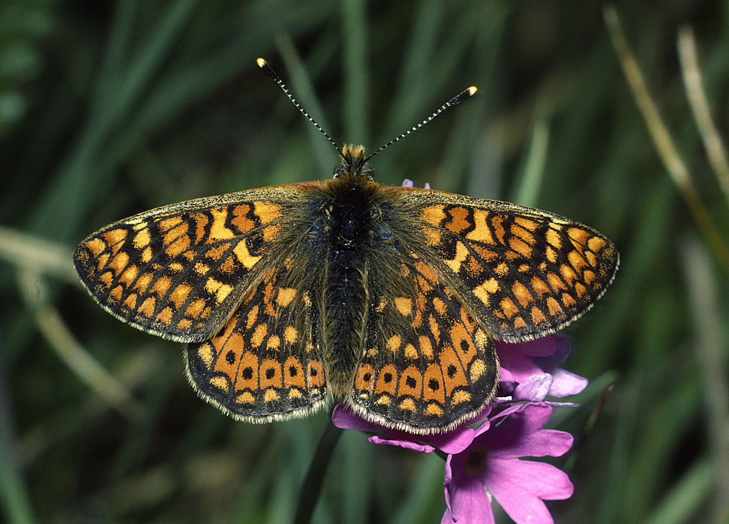 Tiere am Grünen Band: Ein Goldener Scheckenfalter sitzt auf einer Blume (Eurodryas aurinia)