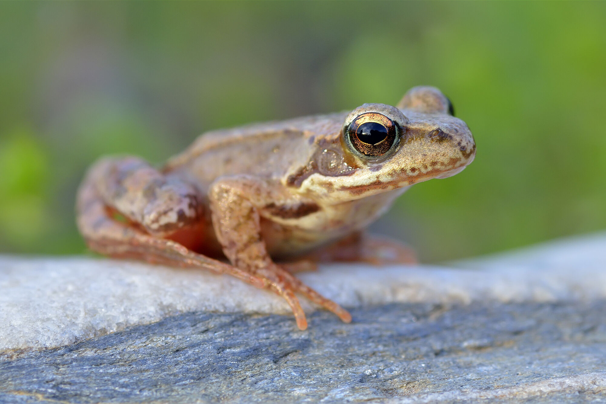 Grasfrosch (Foto: a-weblogiq, AdobeStock)