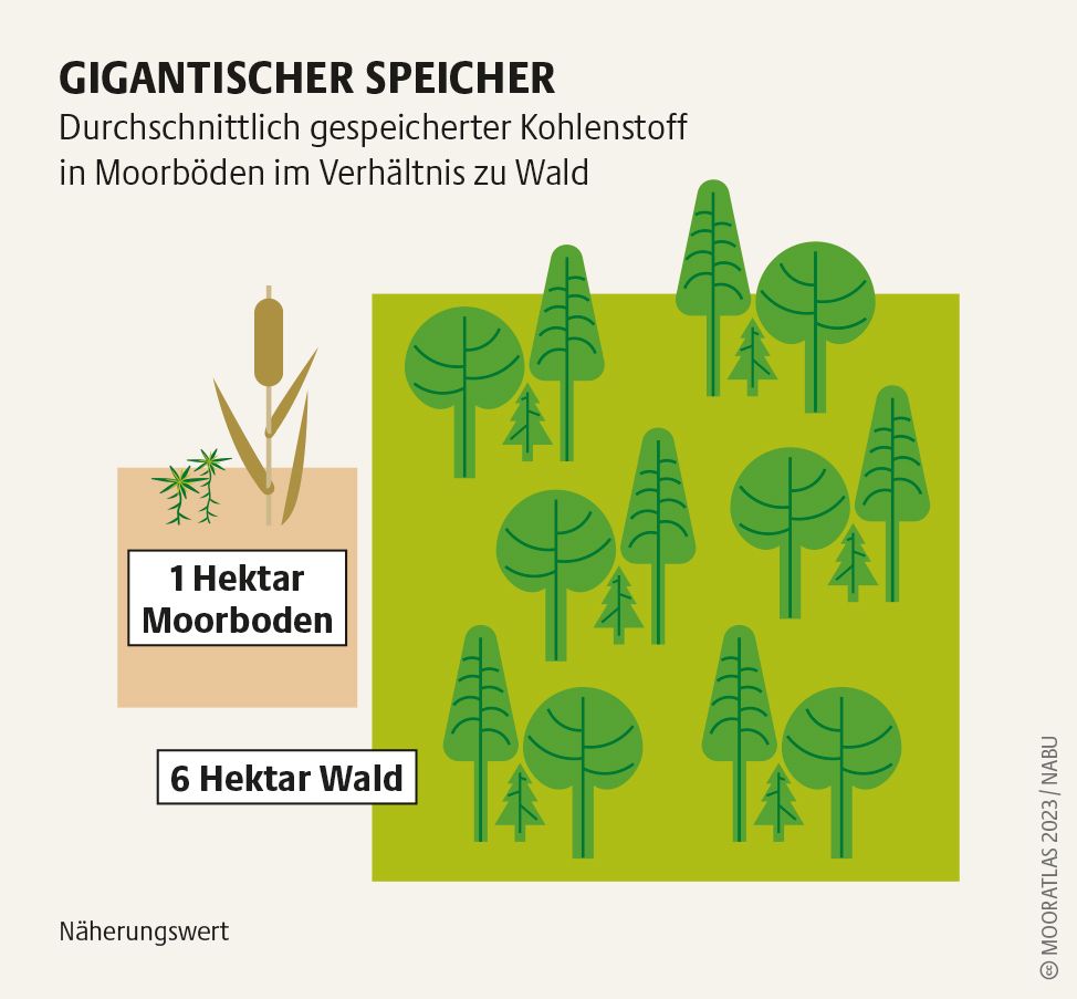 Eine Grafik zeigt mit unterschiedlich großen Quadraten, wieviel mehr Kohlenstoff Moorböden speichern als Waldböden.