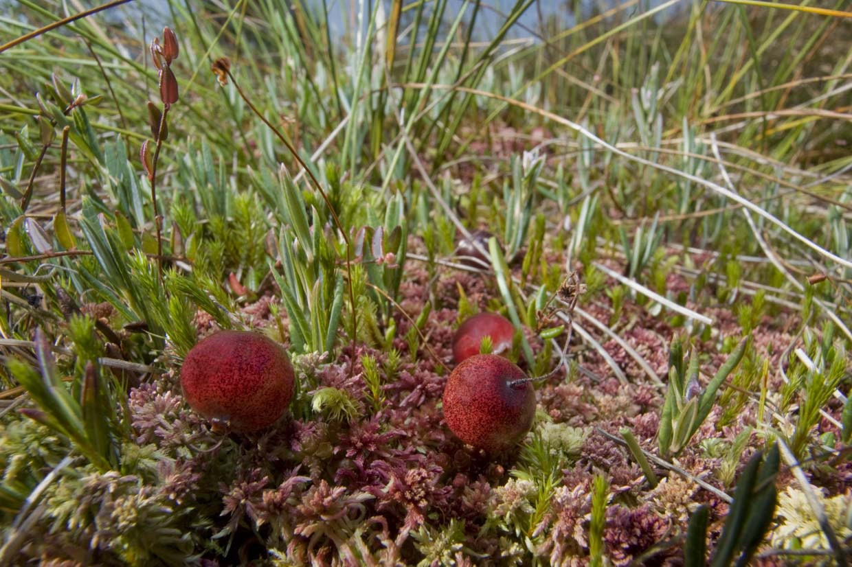 Lebensraum Moor: Eine Moosbeere auf Torfmoos