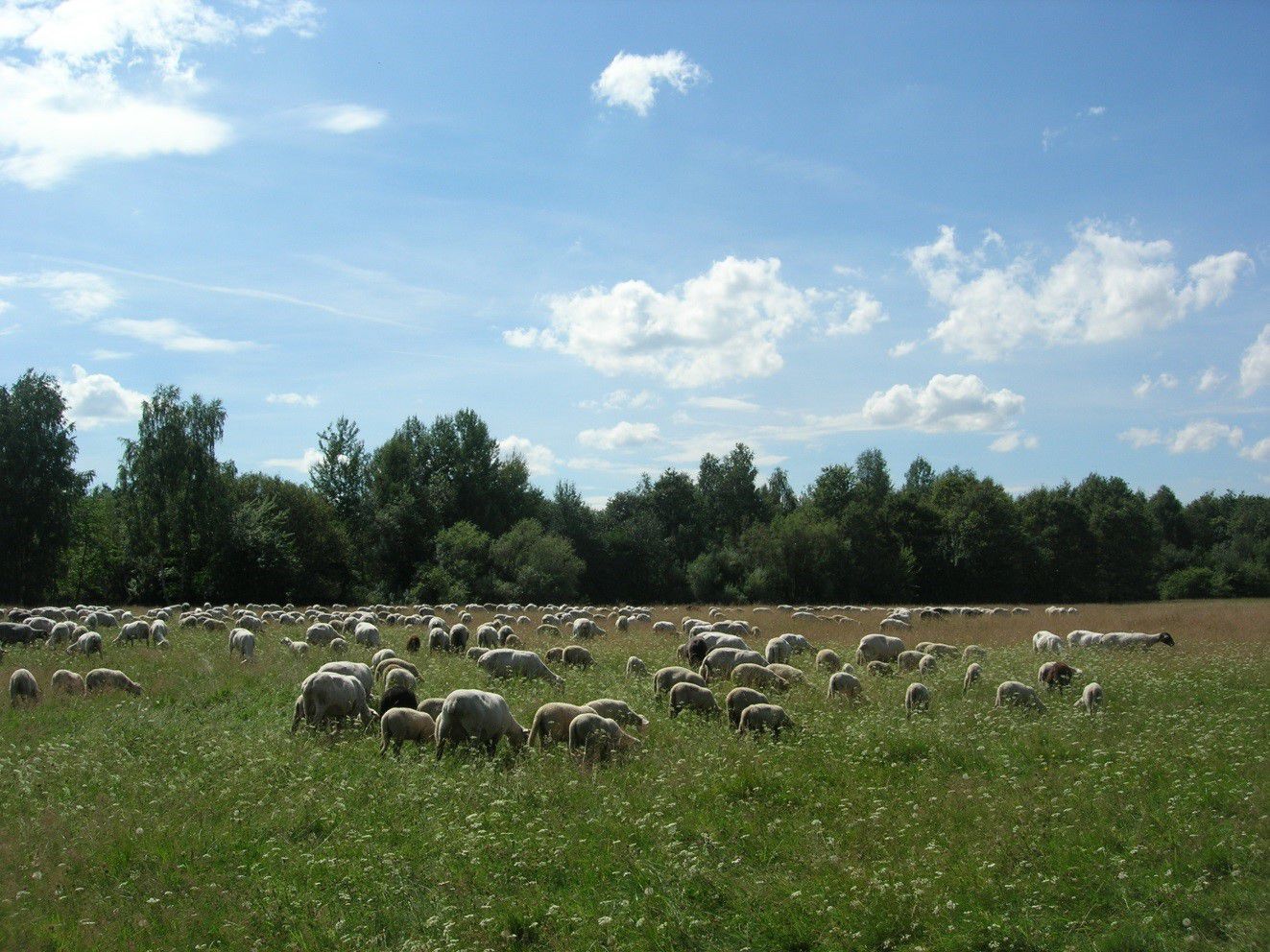 Schafe weiden auf einer Wiese am Hainberg.