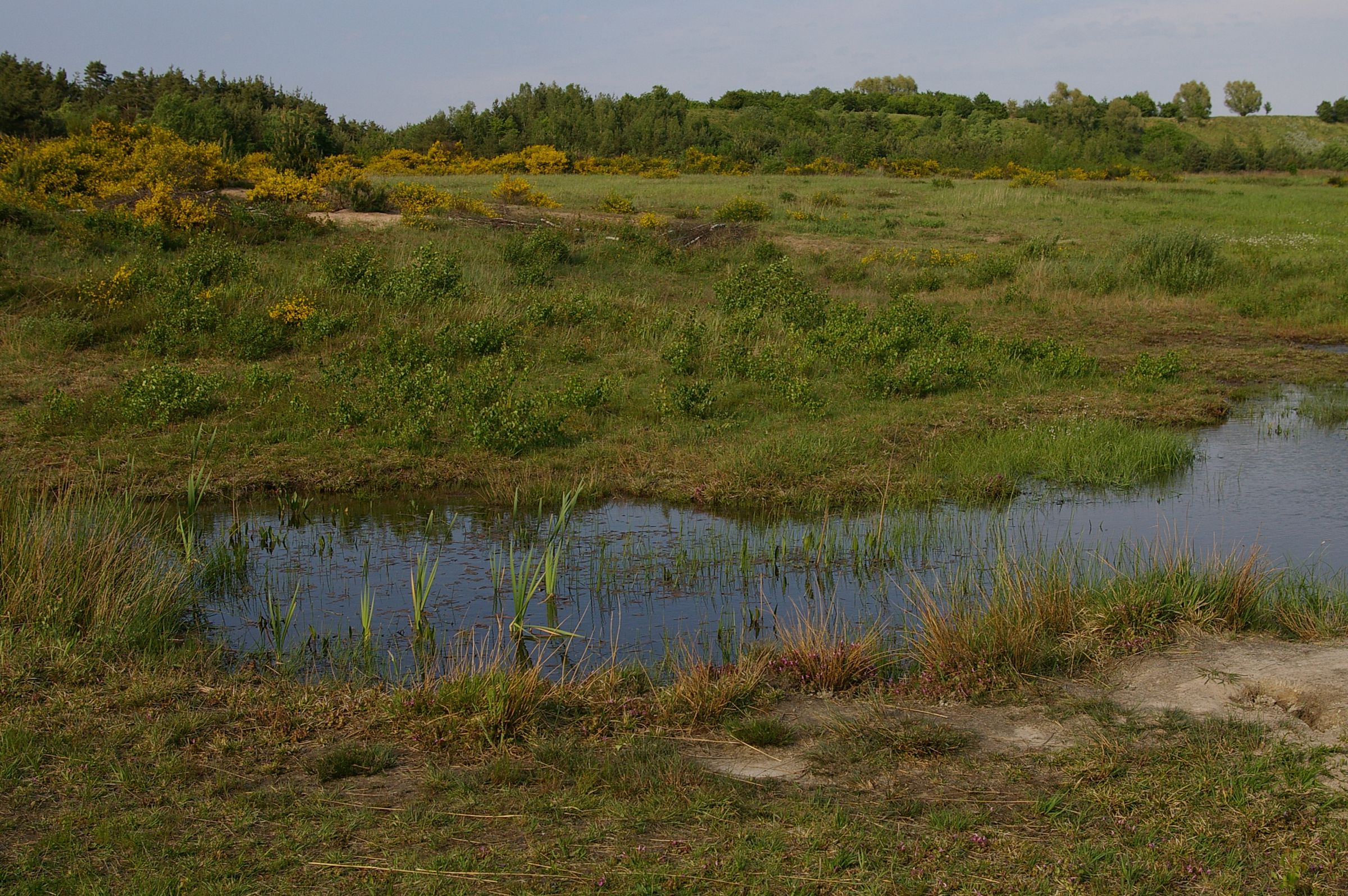 Feuchte Sand-Lebensräume in Bayern – hier ein Tümpel