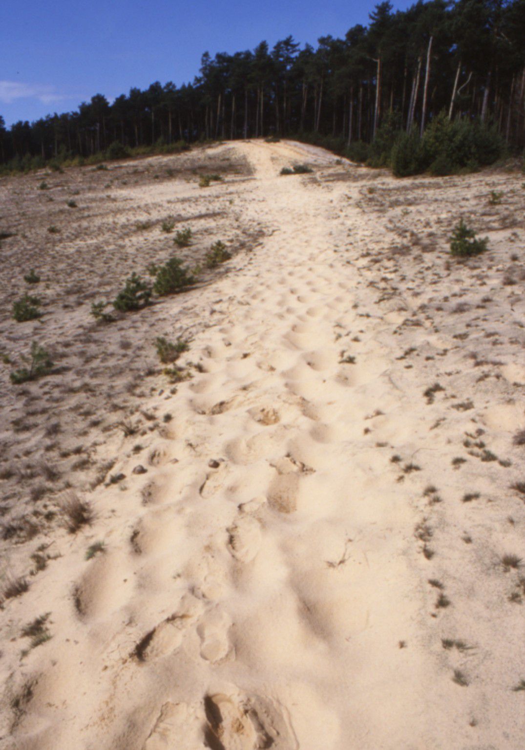 Sand-Lebensräume in Bayern – hier ein Offensand