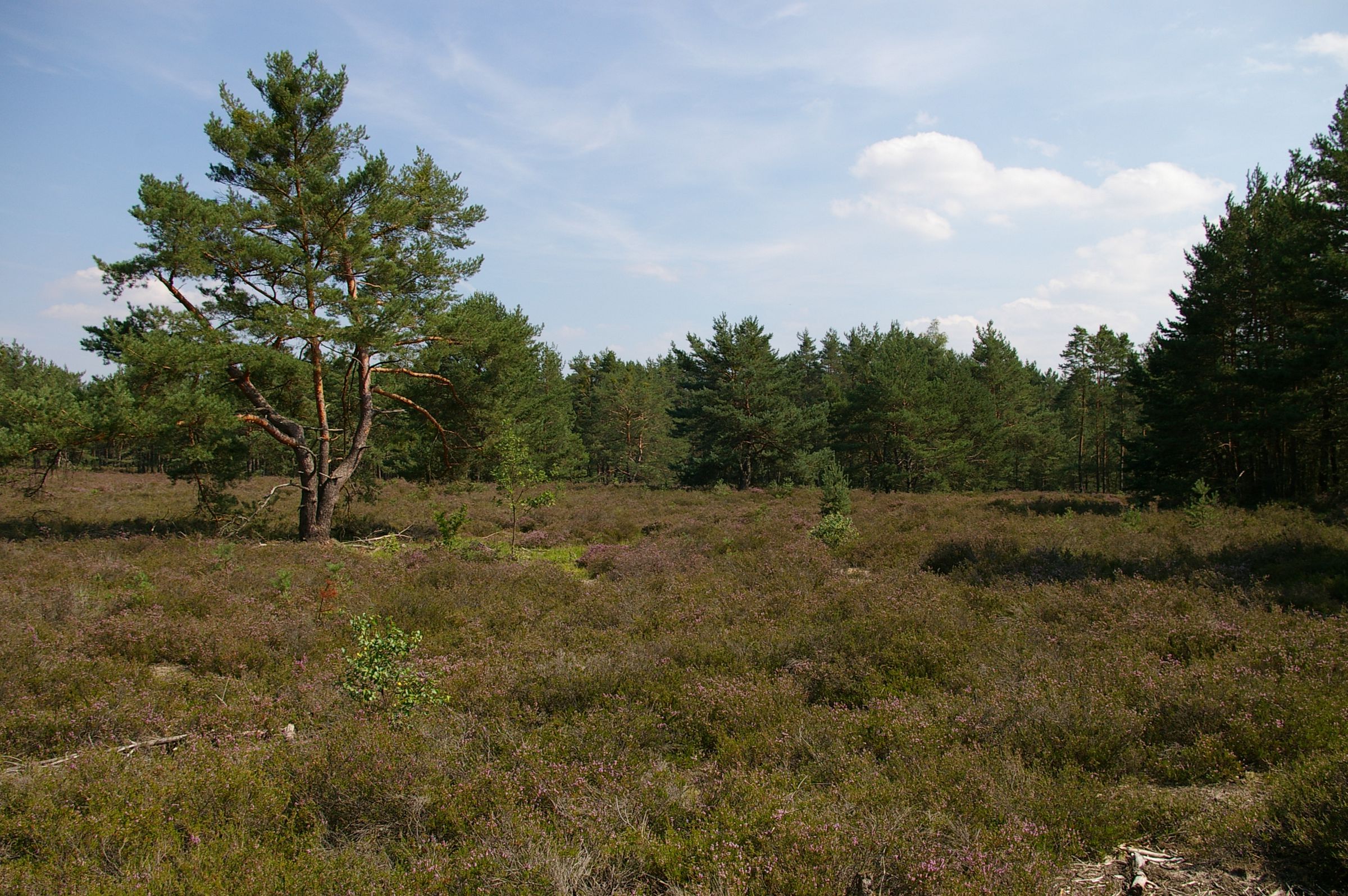 Sand-Lebensräume in Bayern – eine Calluna-Heide-bei-Tennenlohe