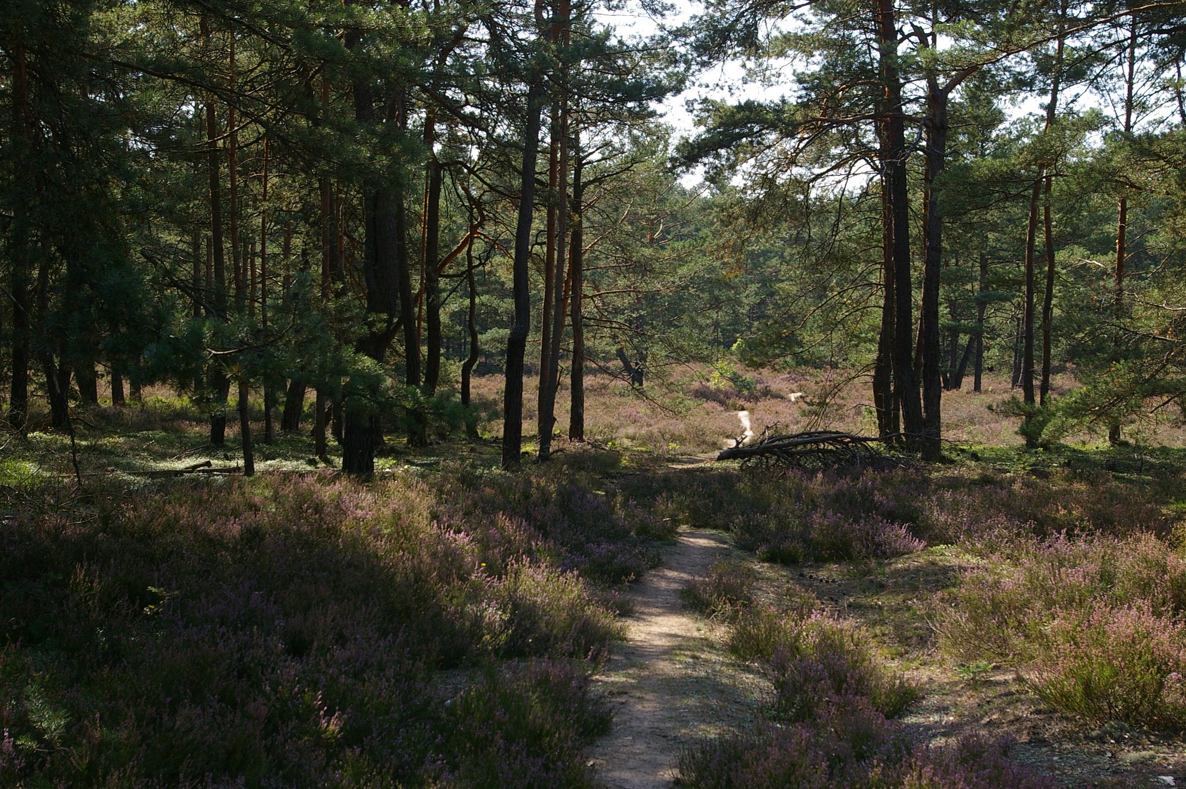 Sand-Lebensräume in Bayern – ein Flechten-Kiefernwald