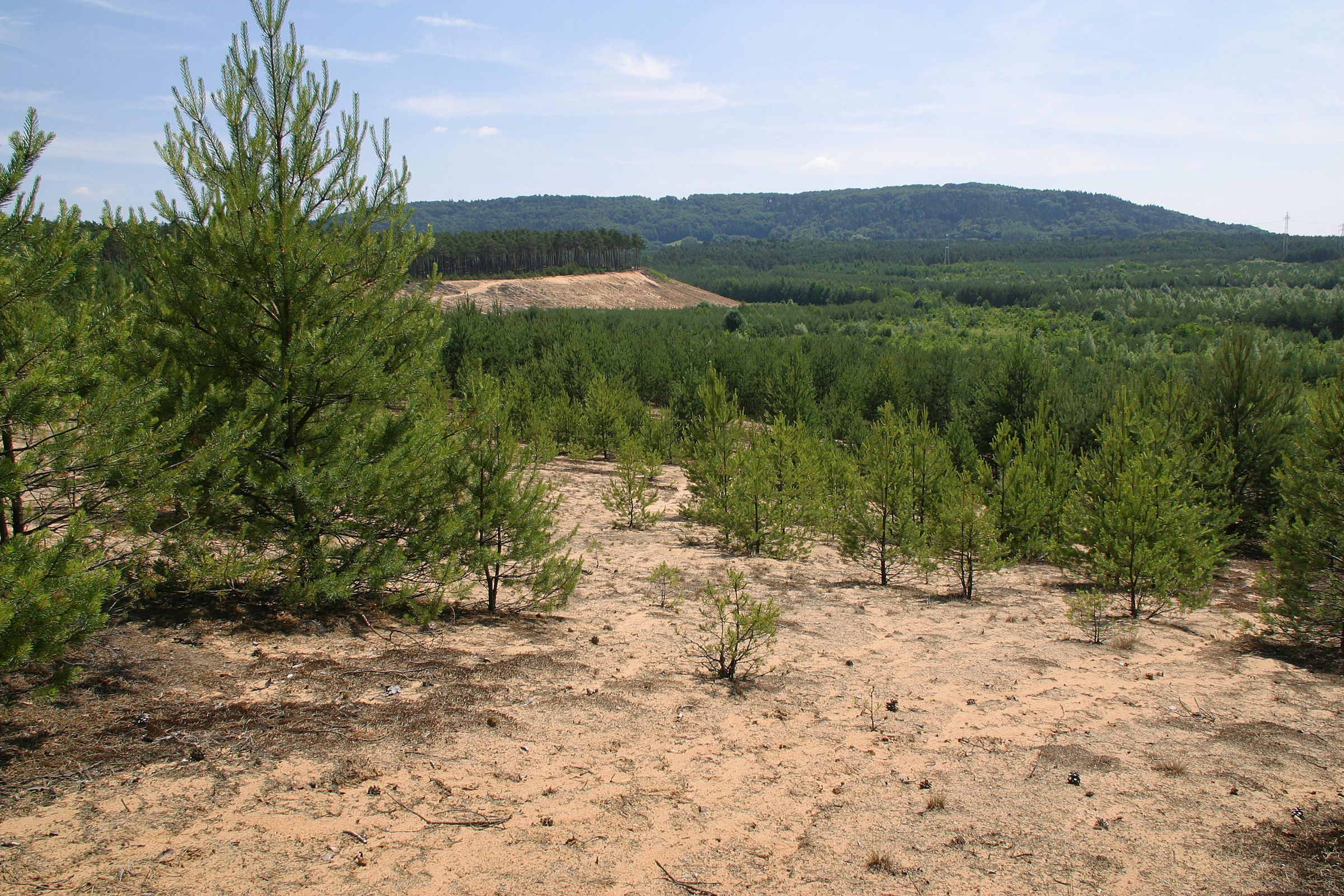 Sand-Lebensräume in Bayern – hier eine Sanddüne bei Leinburg