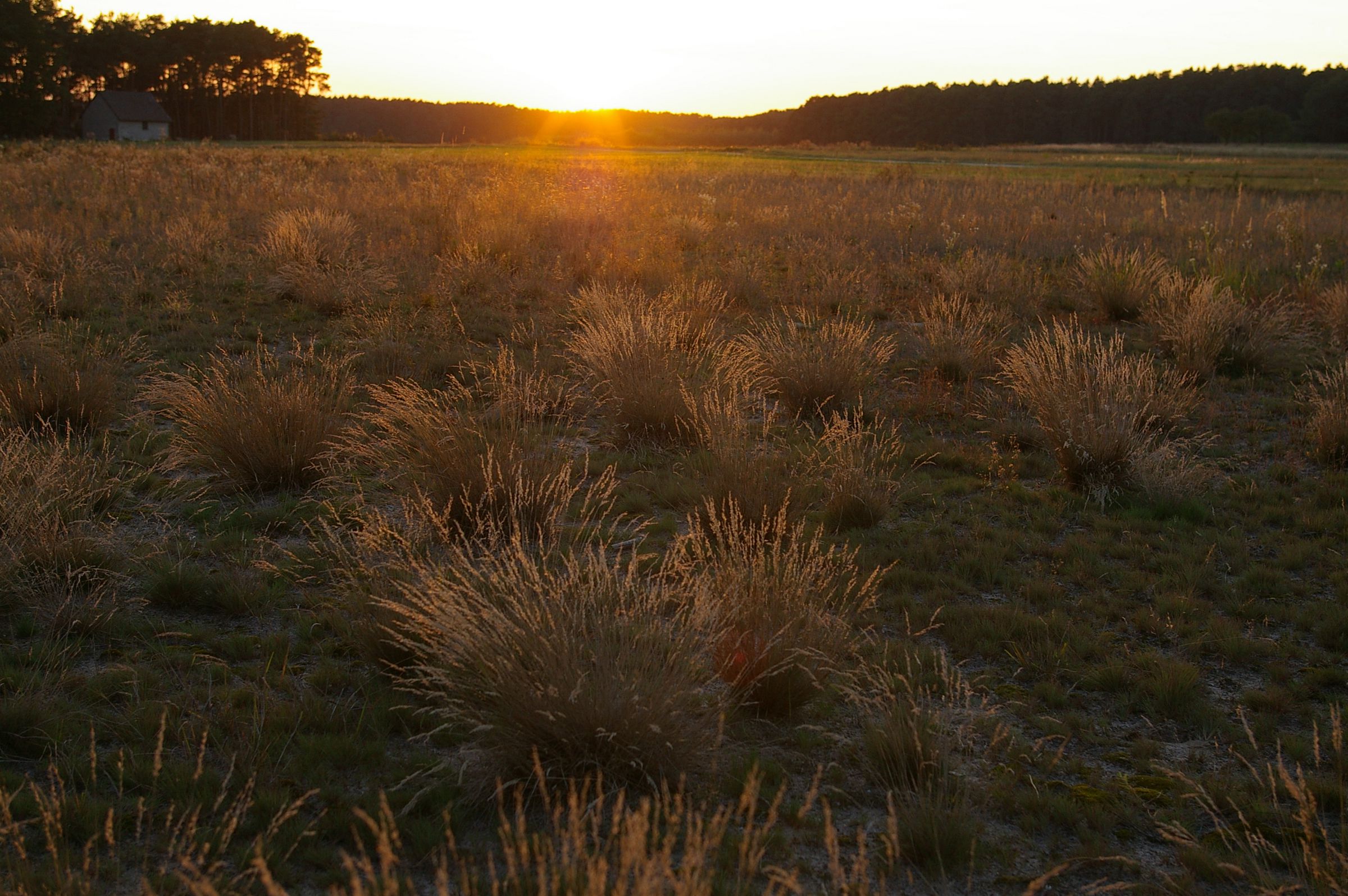 Sand-Lebensräume in Bayern – eine Silbergrasflur im Abendlicht