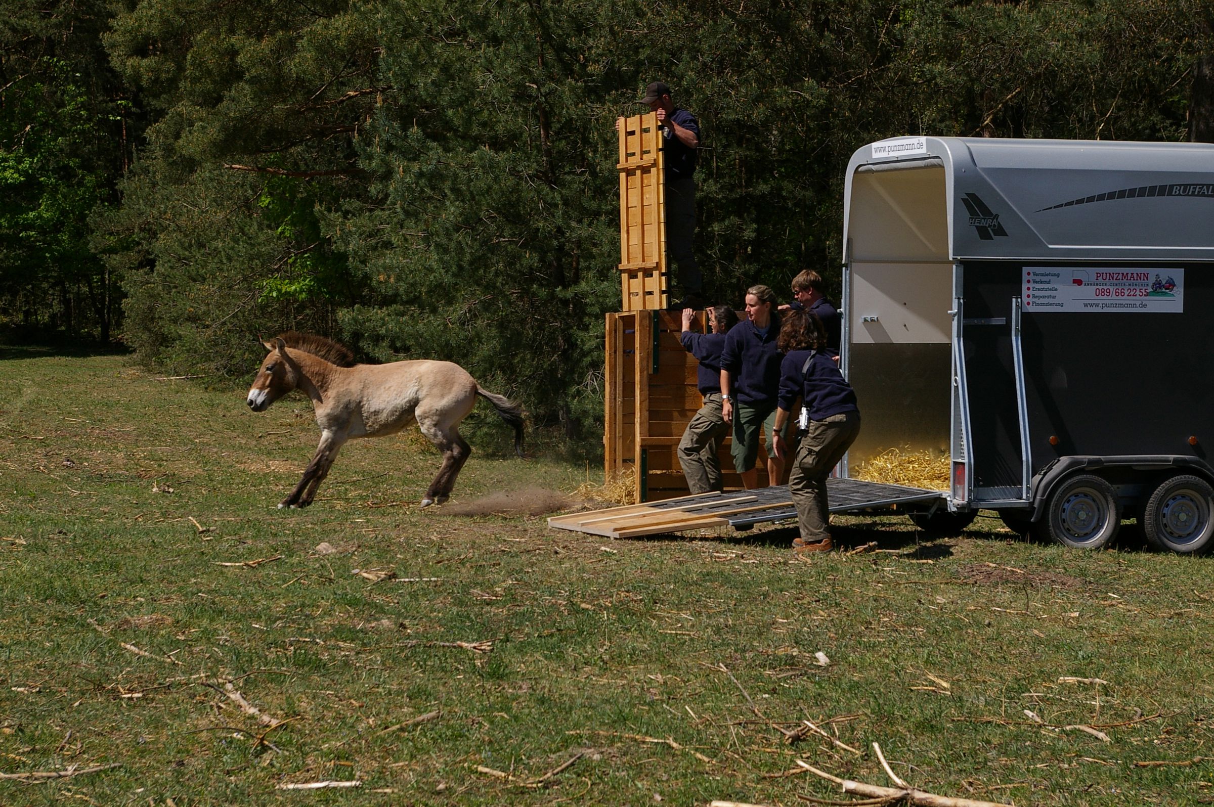 Ankunft der Wildpferde in Tennenlohe: Ein Przewalski-Pferd springt aus einer Transportkiste