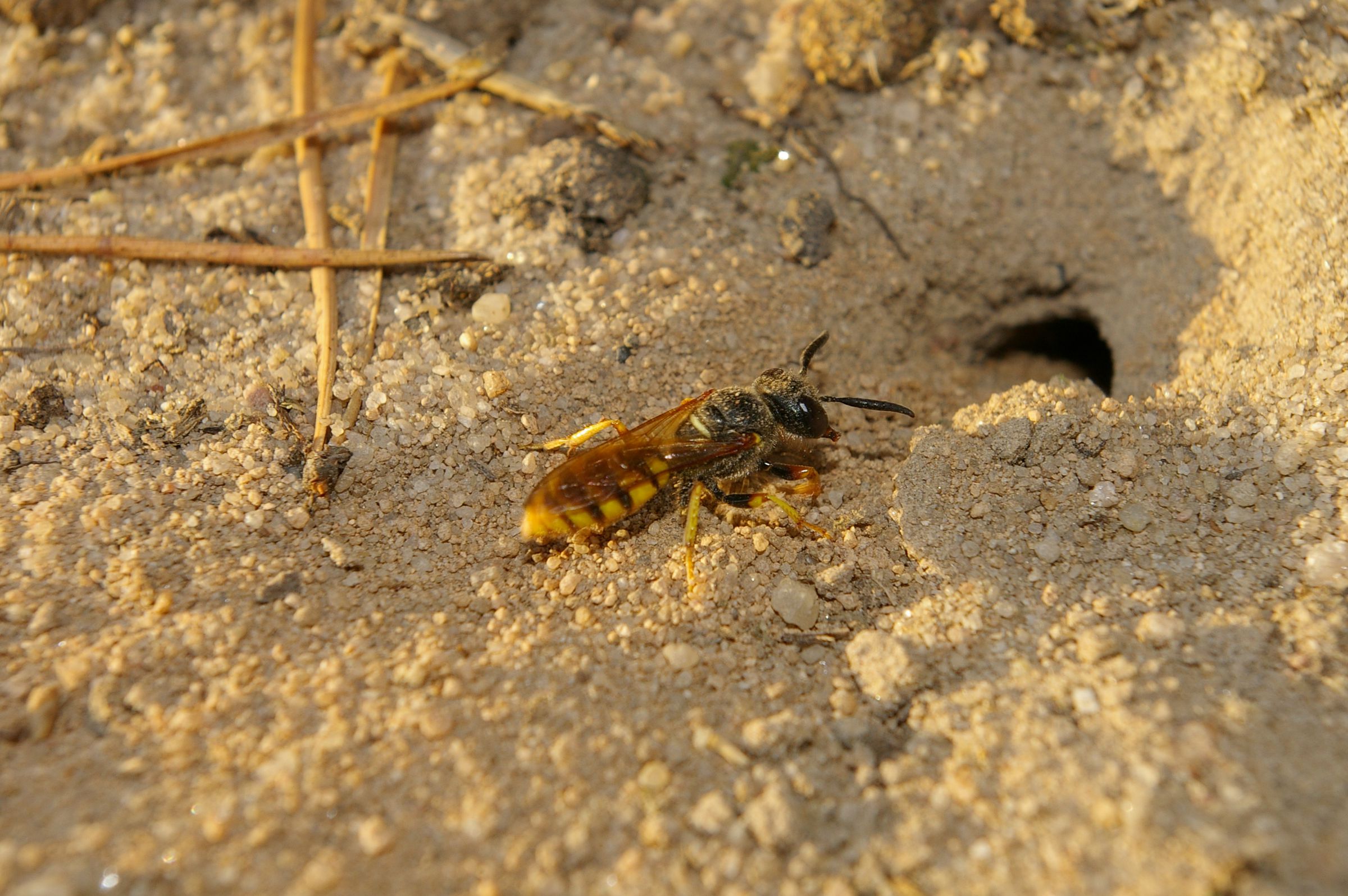 Ein Bienenwolf sitzt im Sand vor einem Loch, das in seine Bruthöhle führt. Bienenwolf-Weibchen "weißeln" vor der Eiablage die Bruthöhle mit einem Sekret aus ihren Fühlern, das die Larven später fressen. (Foto: Andreas Niedling)