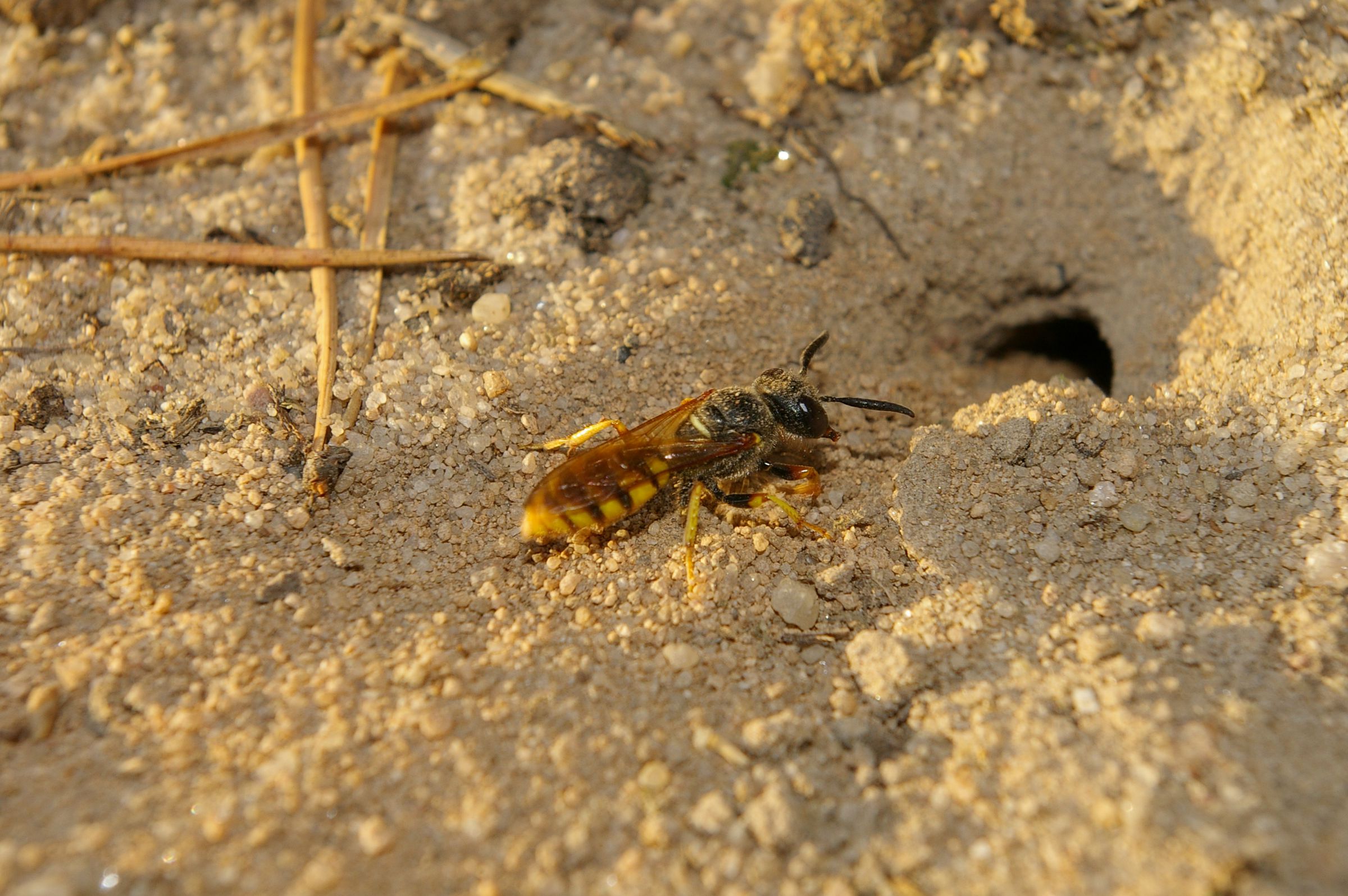 Ein Bienenwolf (Philanthus triangulum) vor dem Eingang seiner Bruthöhle, die er in den Sand gegraben hat.