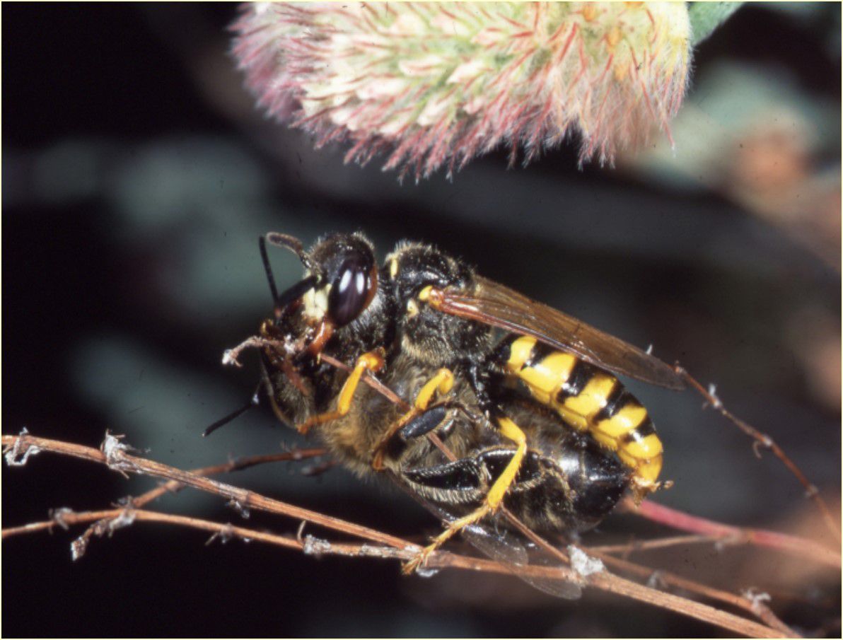 Ein Bienenwolf umklammert die erbeutete Biene mit seinen Beinen. Bienenwölfe betäuben ihre Beute und befördern sie dann in ihre Bruthöhle. (Foto: Archiv SandAchse)