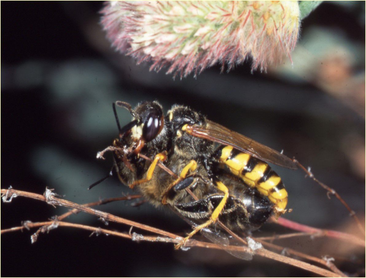 Ein Bienenwolf (Philanthus triangulum) umklammert die erbeutete Biene mit seinen Beinen.