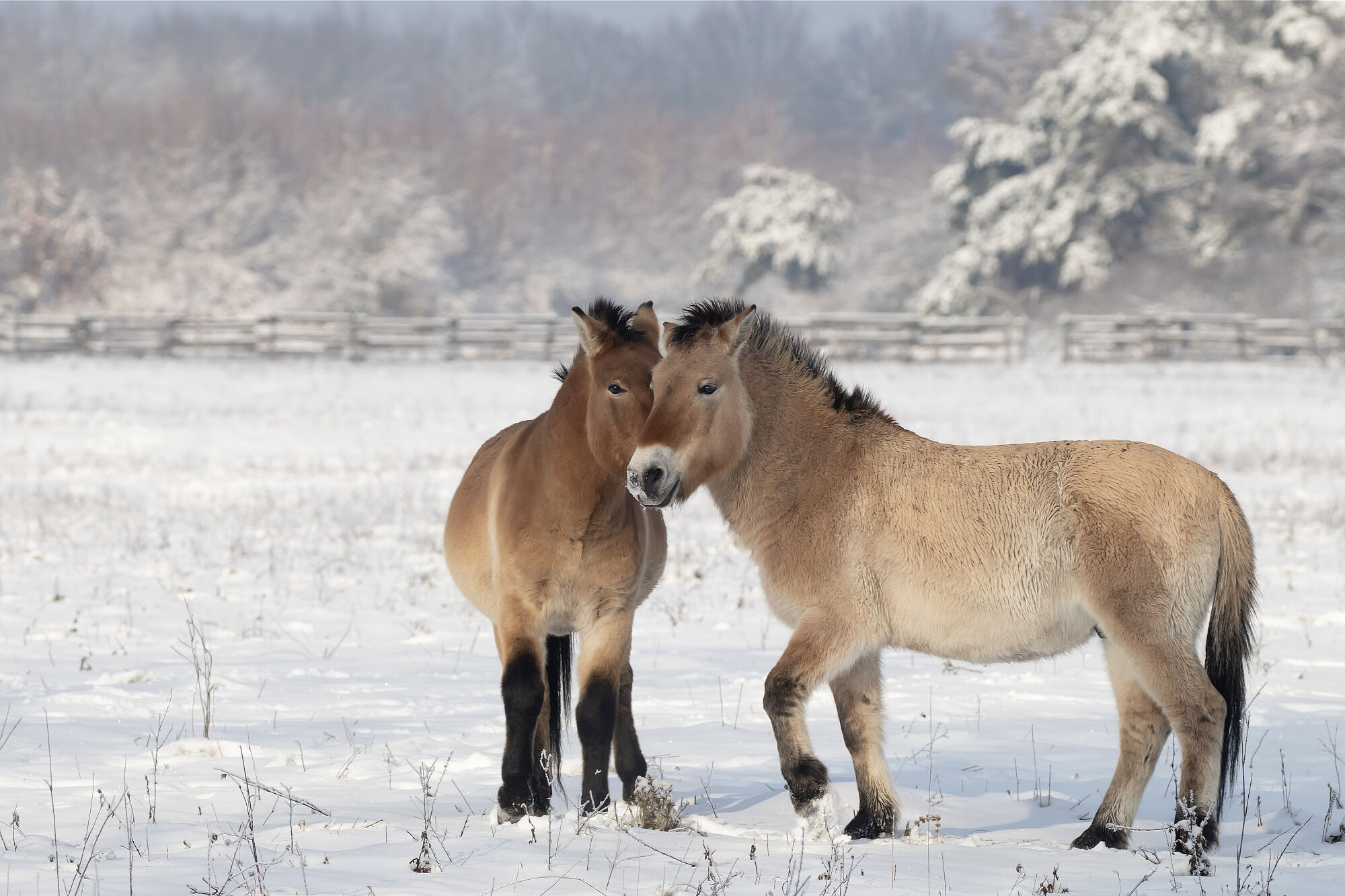 Zwei beige Pferde mit schwarzer Mähne und schwarzem Schweif auf einer schneebedeckten Weide. Die Przewalskipferde halten Sandflächen in der Sandachse Franken offen. (Foto: Sonja Kreil)
