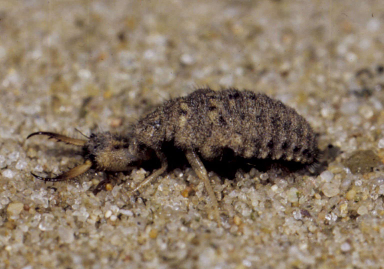 Tiere und Pflanzen im Sand – hier ein Ameisenlöwe, ein kleines Insekt