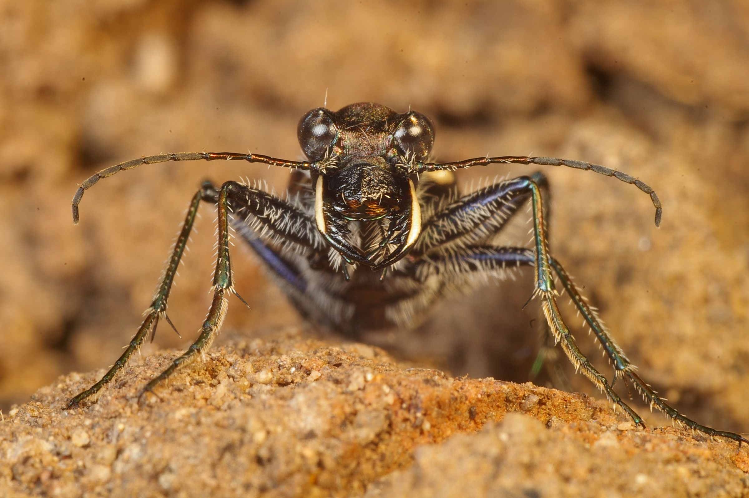 Ein Käfer mit langen Fühlern, zwei Zangen und großen Augen von vorne. Der Dünen-Sandlaufkäfer gehört zu den Tieren, die im Sand leben. (Foto: Andreas Niedling)