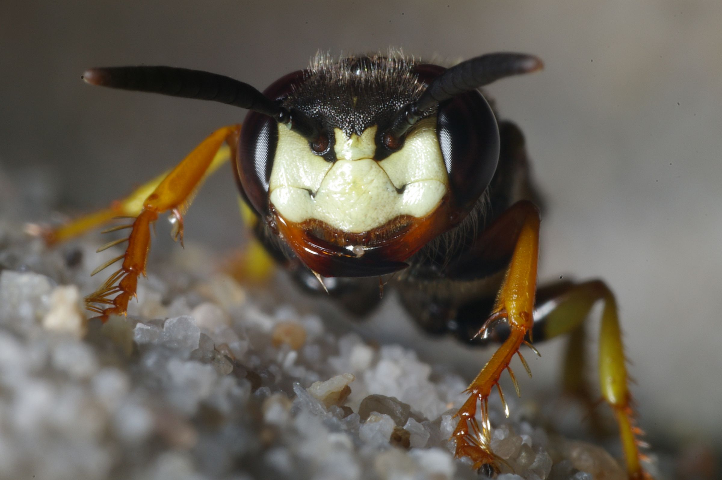 Welche Tiere und Pflanzen leben im Sand – Makroaufnahme eines Bienenwolfes von vorne mit seiner auffälligen weiß-gelblichen Gesichtsmaske