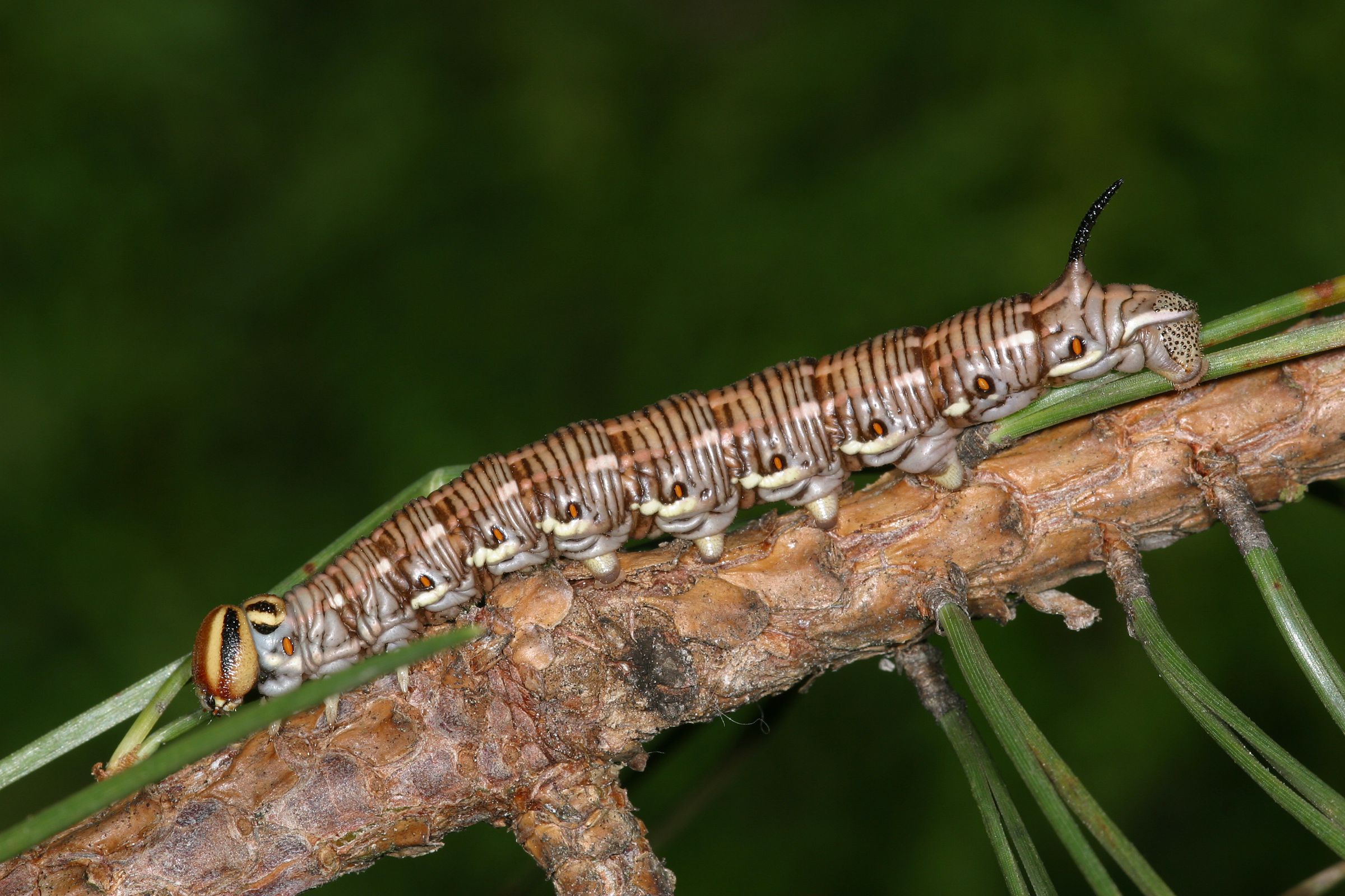 Eine braun-schwarze Raupe auf einem Kiefernast. Der Kiefernschwärmer ist eines der Tiere, die im Sand leben. (Foto: Wolfgang Willner)