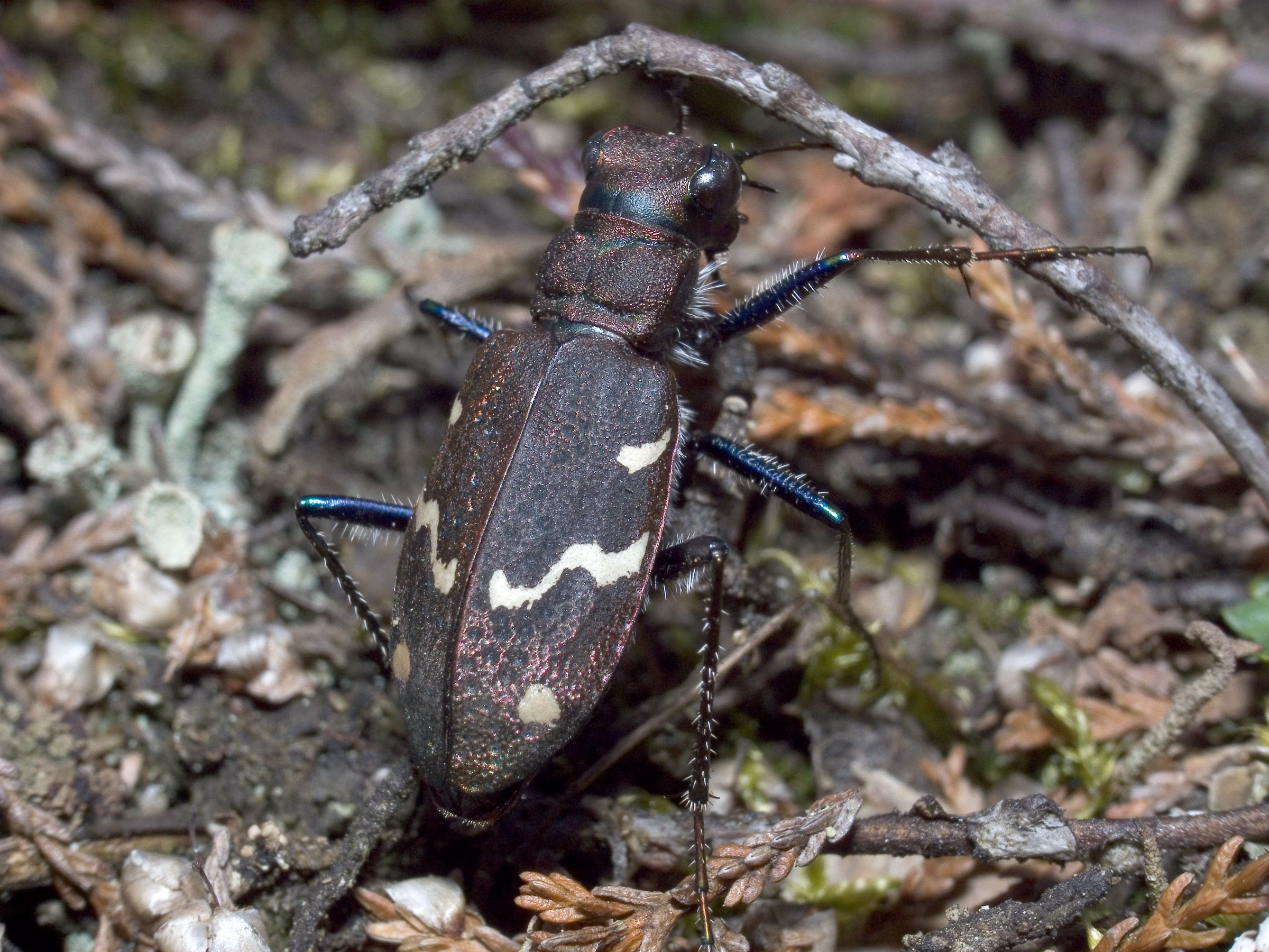 Ein brauner länglicher Käfer mit gelb-weißen Streifen und je einem Punkt auf der Flügeldecke. Der Wald-Sandlaufkäfer ist eines der Tiere, die im Sand leben. (Foto: Wolfgang Willner)