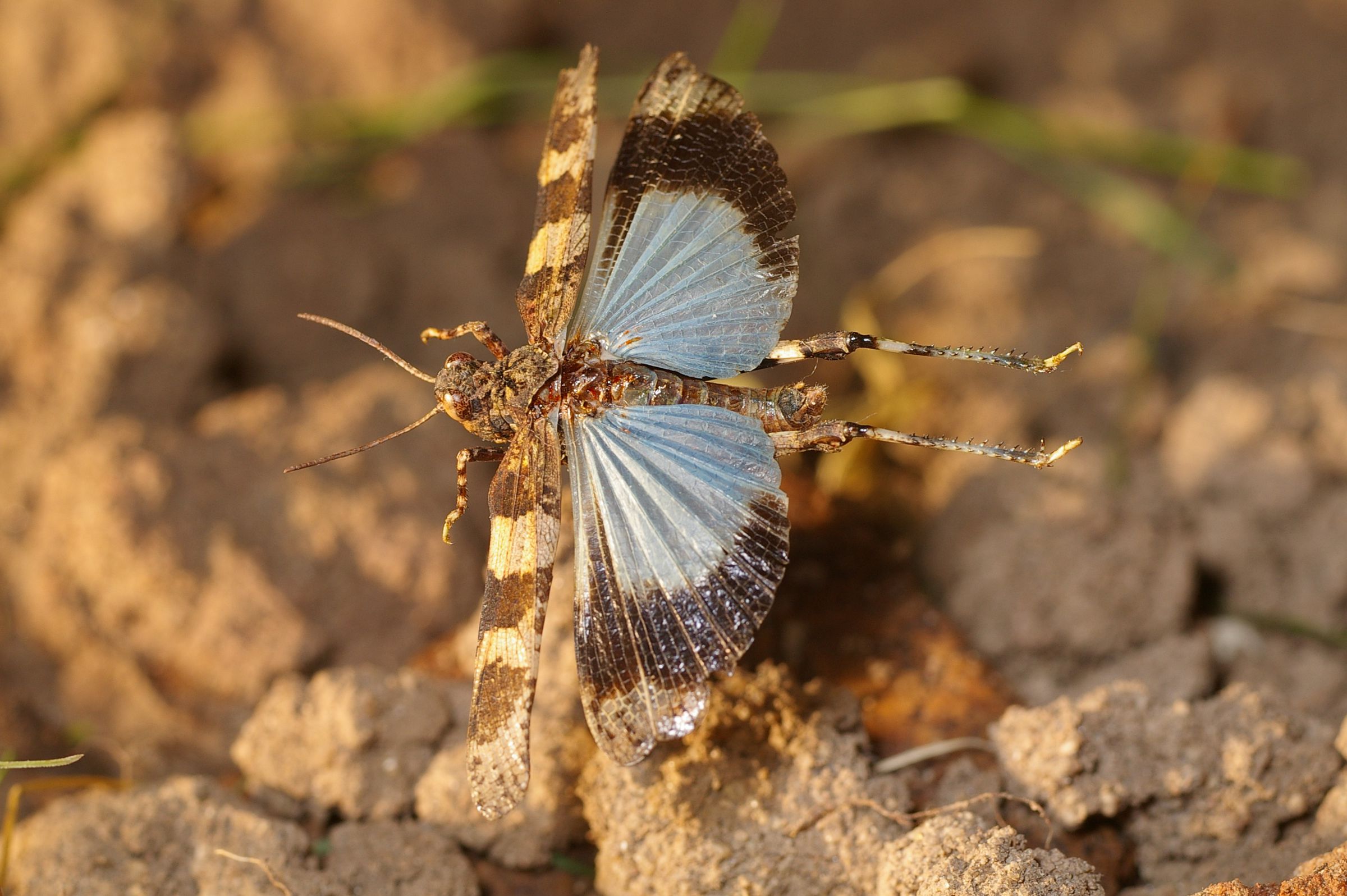 Welche Tiere und Pflanzen leben im Sand – hier eine blauflügelige Ödlandschrecke, die beim Fliegen ihre leuchtend blauen Hinterflügel zeigt.