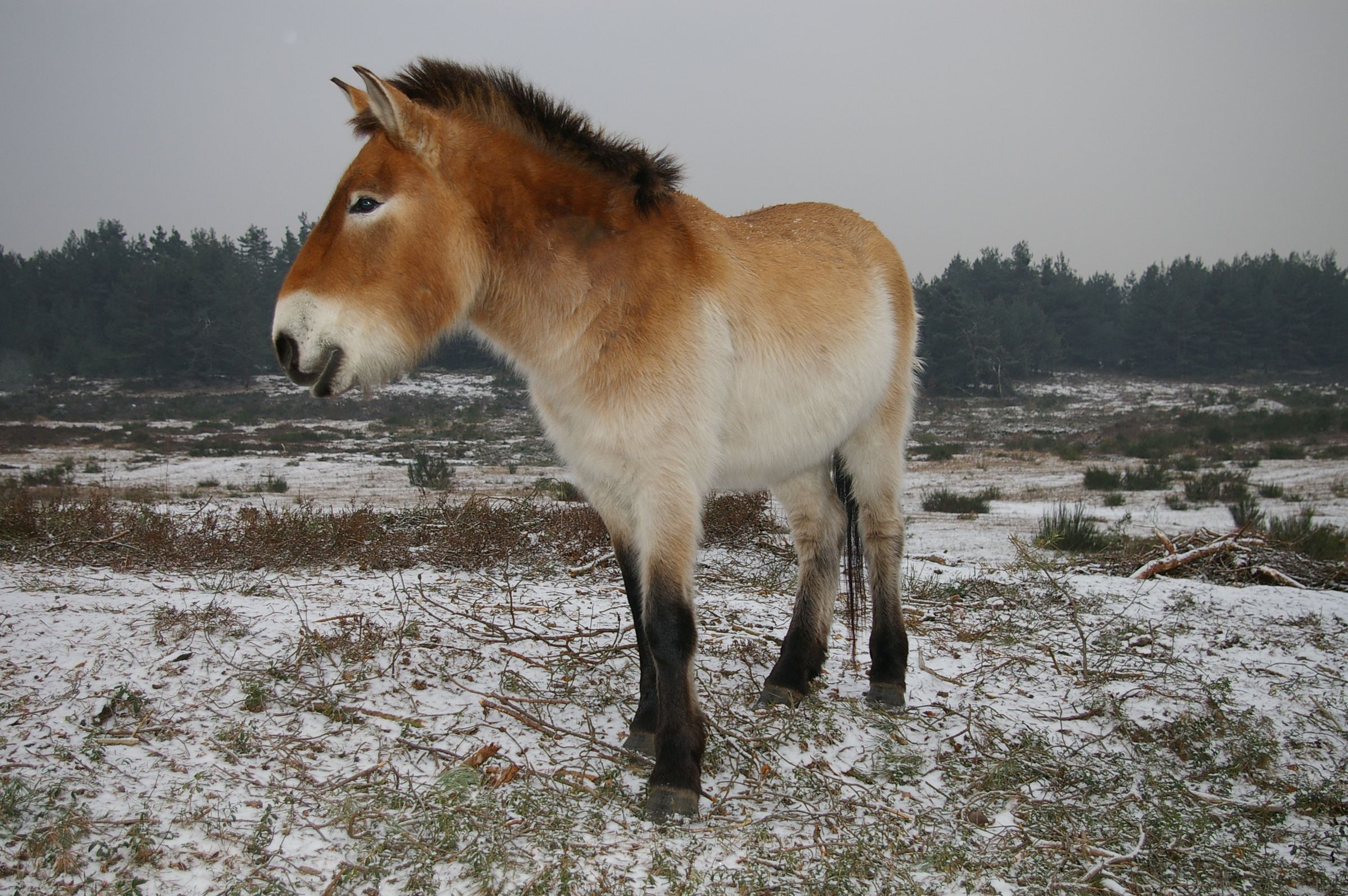 Wildpferde in Tennenlohe: Ein Przewalski-Pferd mit dickem Fell steht auf einer schneebedeckten Weide.