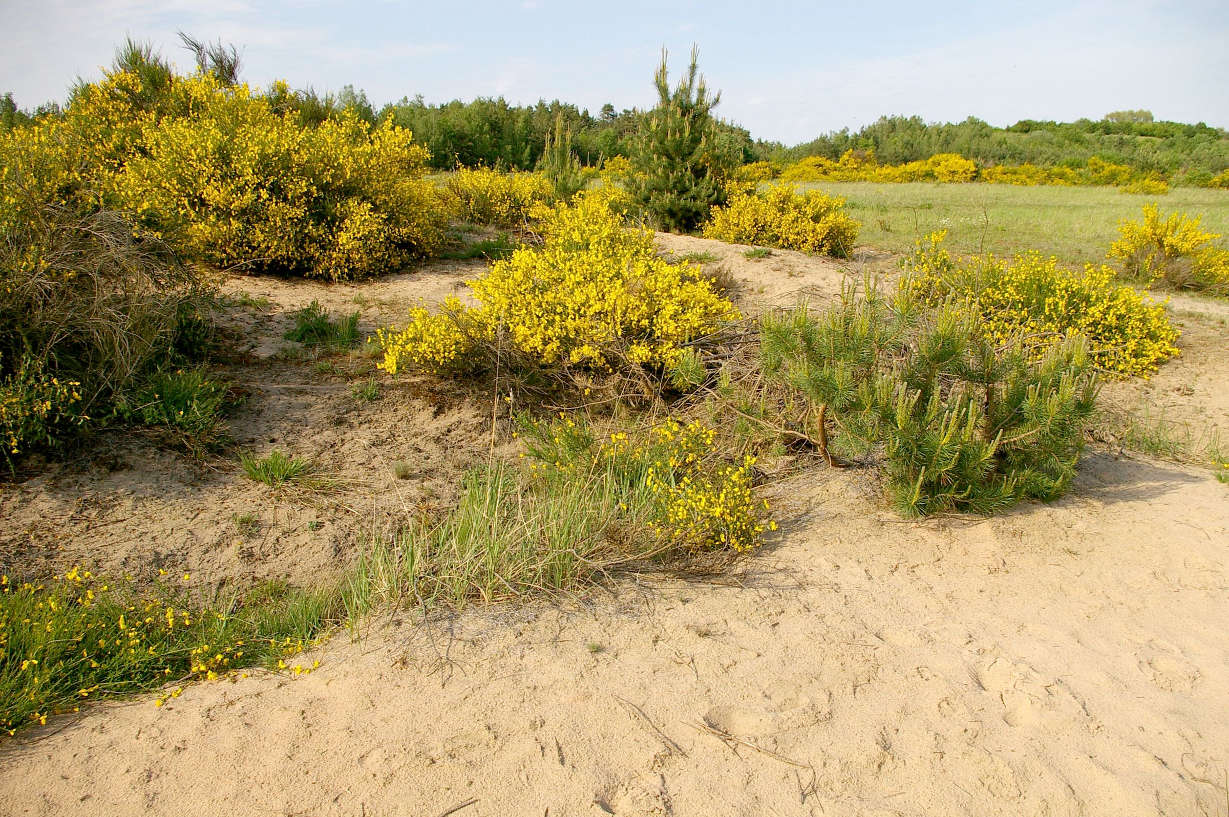 SandAchse Franken – eine Ginsterheide: Gelbblühende Ginstersträuche auf Sandboden