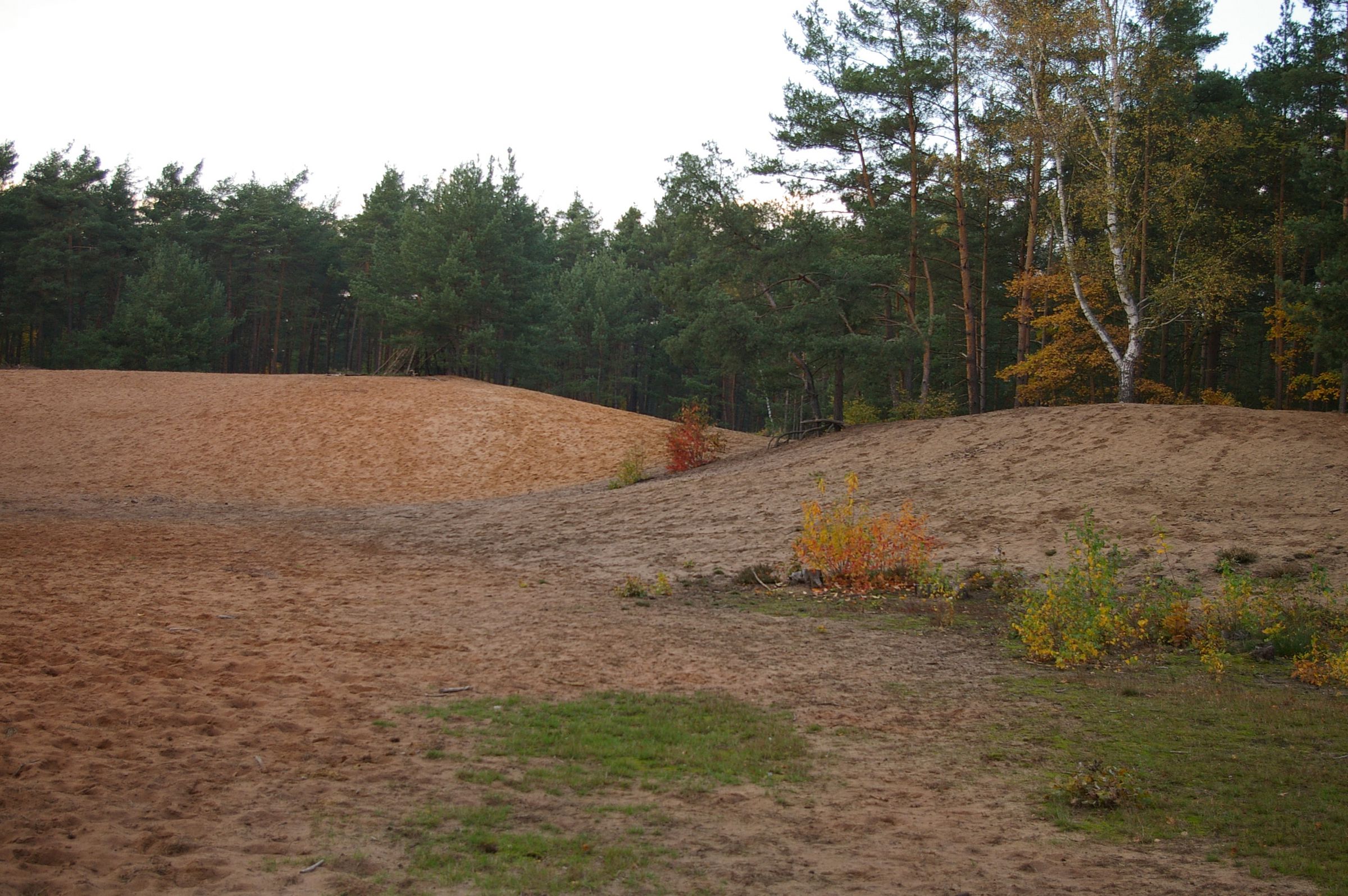 Eine Sandlandschaft mit Kiefern bei Erlenstegen in der SandAchse Franken