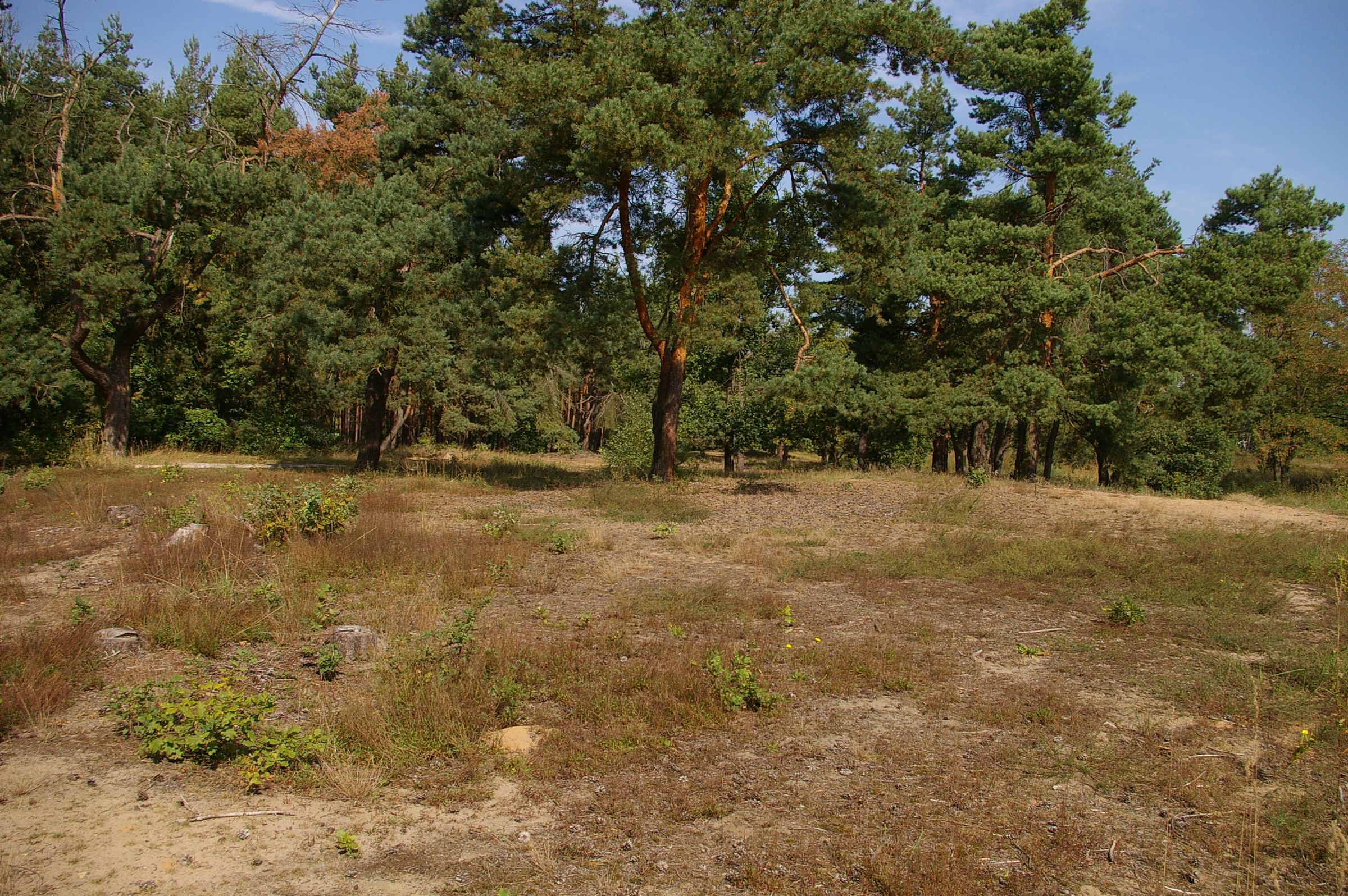 Eine spärlich begrünte Sandfläche vor einem lockeren Kiefernwald. Eine typische Landschaft der Sandachse Franken (Foto: Archiv Sandachse)