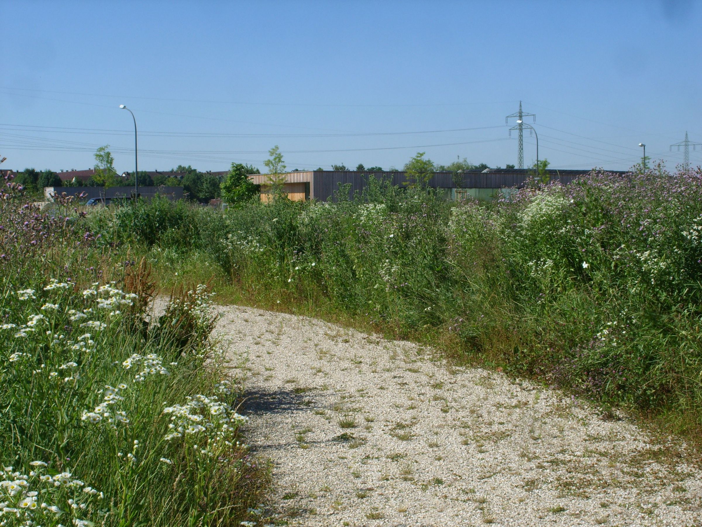 Lebensraum Stadt: Viele verschiedene Wildpflanzen wachsen auf einer Brache neben einer Gleisanlage.