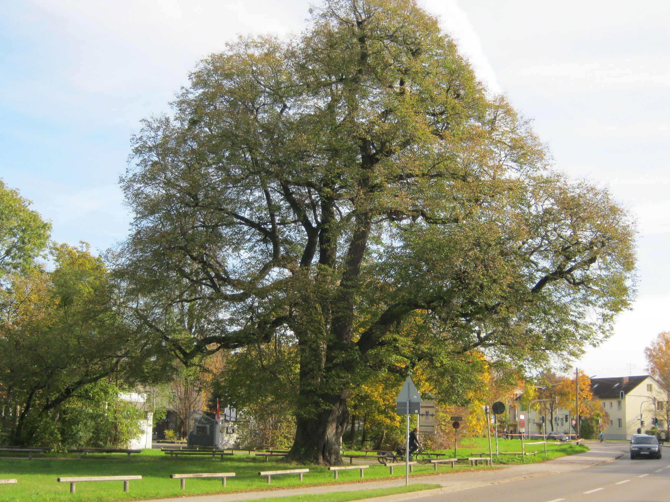 Riesiger Baum in der Stadt an einer Straße