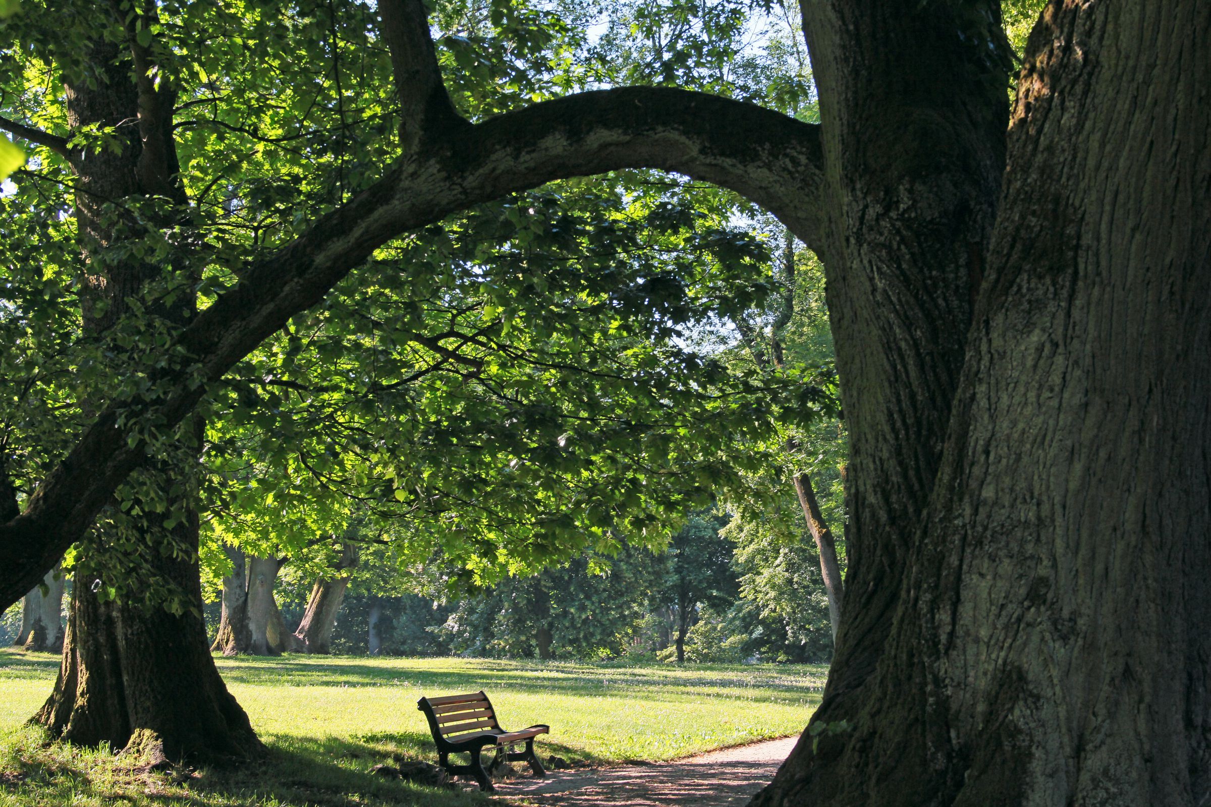 Alte Bäume in einem Stadtpark mit Parkbank