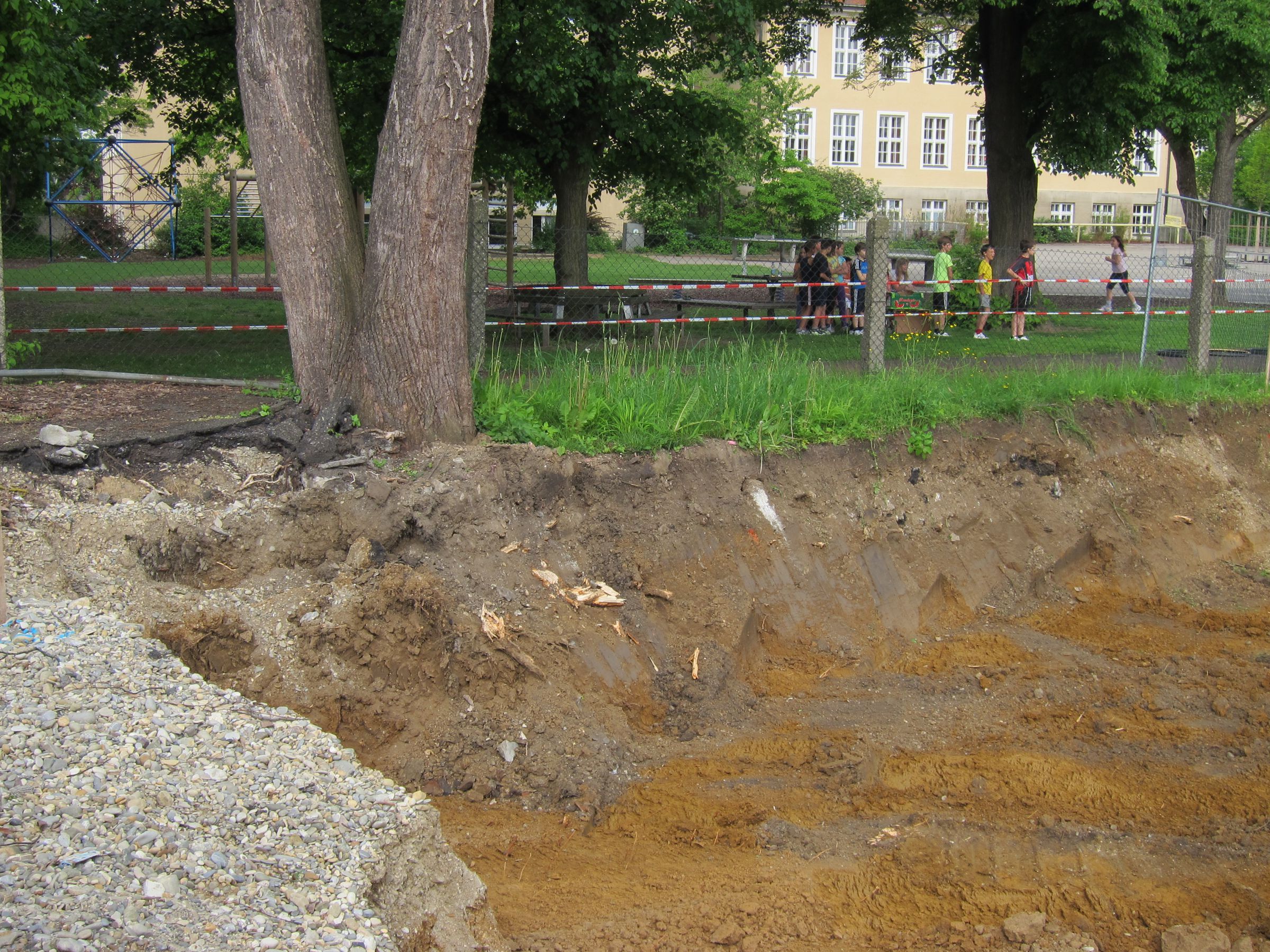 Stadtbaum steht direkt an einer Baugrube. Die Wurzeln wurden vom Bagger gekappt.