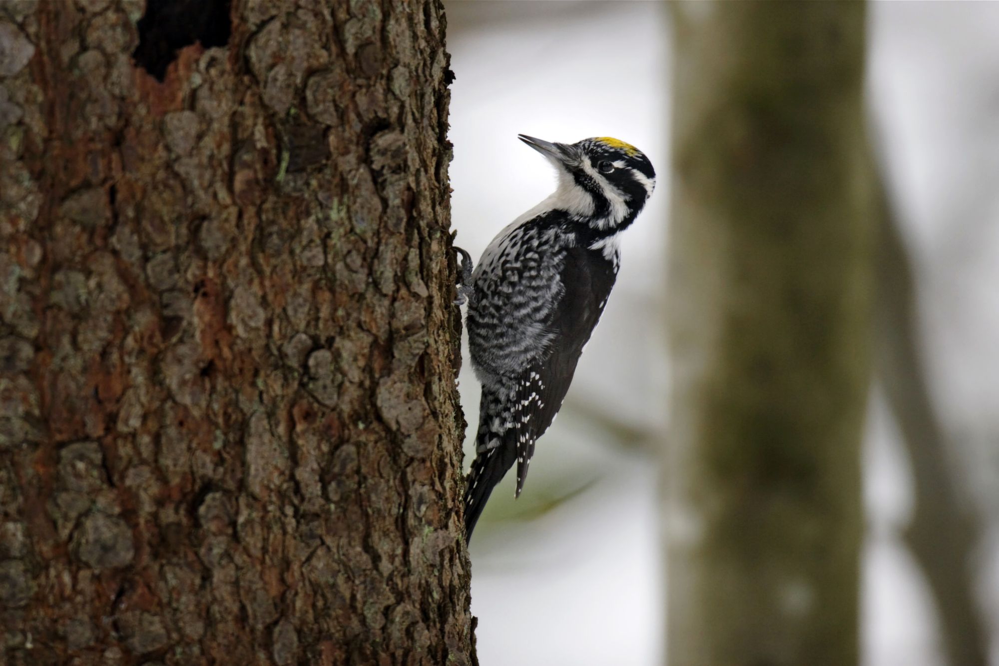 Dreizehenspecht (Foto: Marcus Bosch) Ein schwarz-weißer Vogel mit gelber Stirn sitzt an einem Stamm. Der Dreizehenspecht ist auf totholzreiche Nadelwälder angewiesen. (Foto: Marcus Bosch)