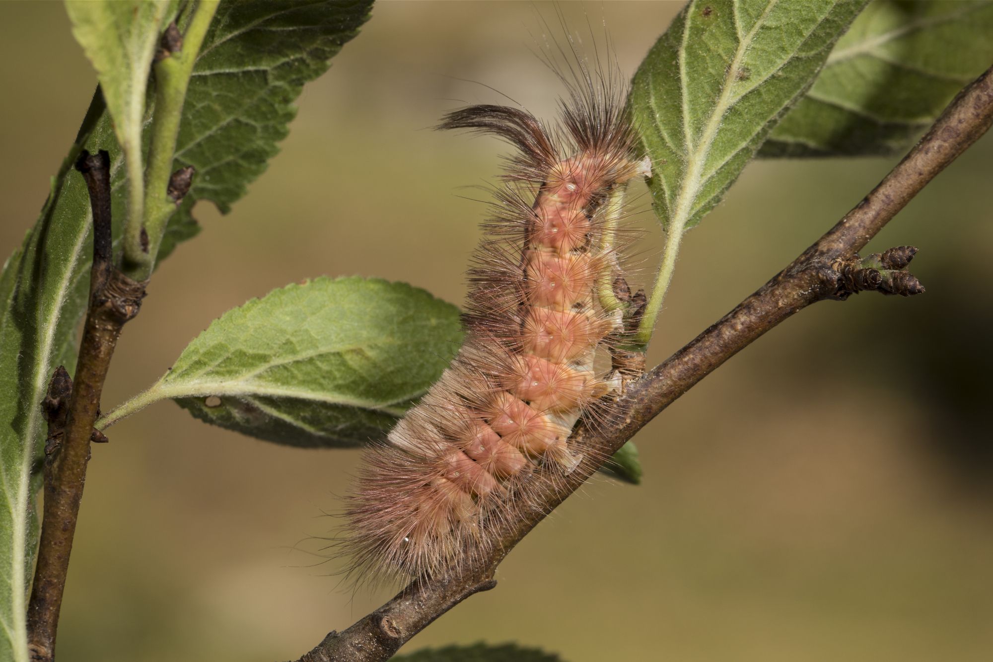 Raupe Buchenrotschwanz (Foto: Marcus Bosch) Eine rote haarige Raupe sitzt auf einem Ast. Die Raupen des Kleinen Schillerfalters ernähren sich vorwiegend von Zitterpappeln (Aspen). (Foto: Marcus Bosch)