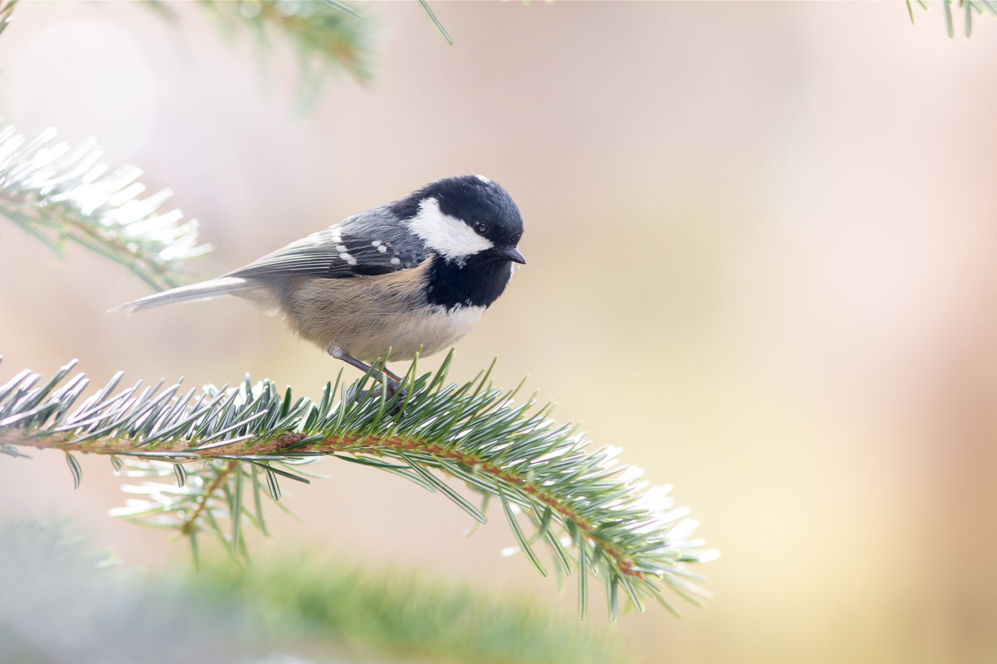 Tannenmeise (Foto: Johannes Selmannsberger) Eine Tannenmeise sitzt auf einem benadelten Ast. Die Tannenmeise ist in Fichten- und Kiefernwäldern mit altem dichten Baumbestand zuhause. (Foto: Johannes Selmannsberger)