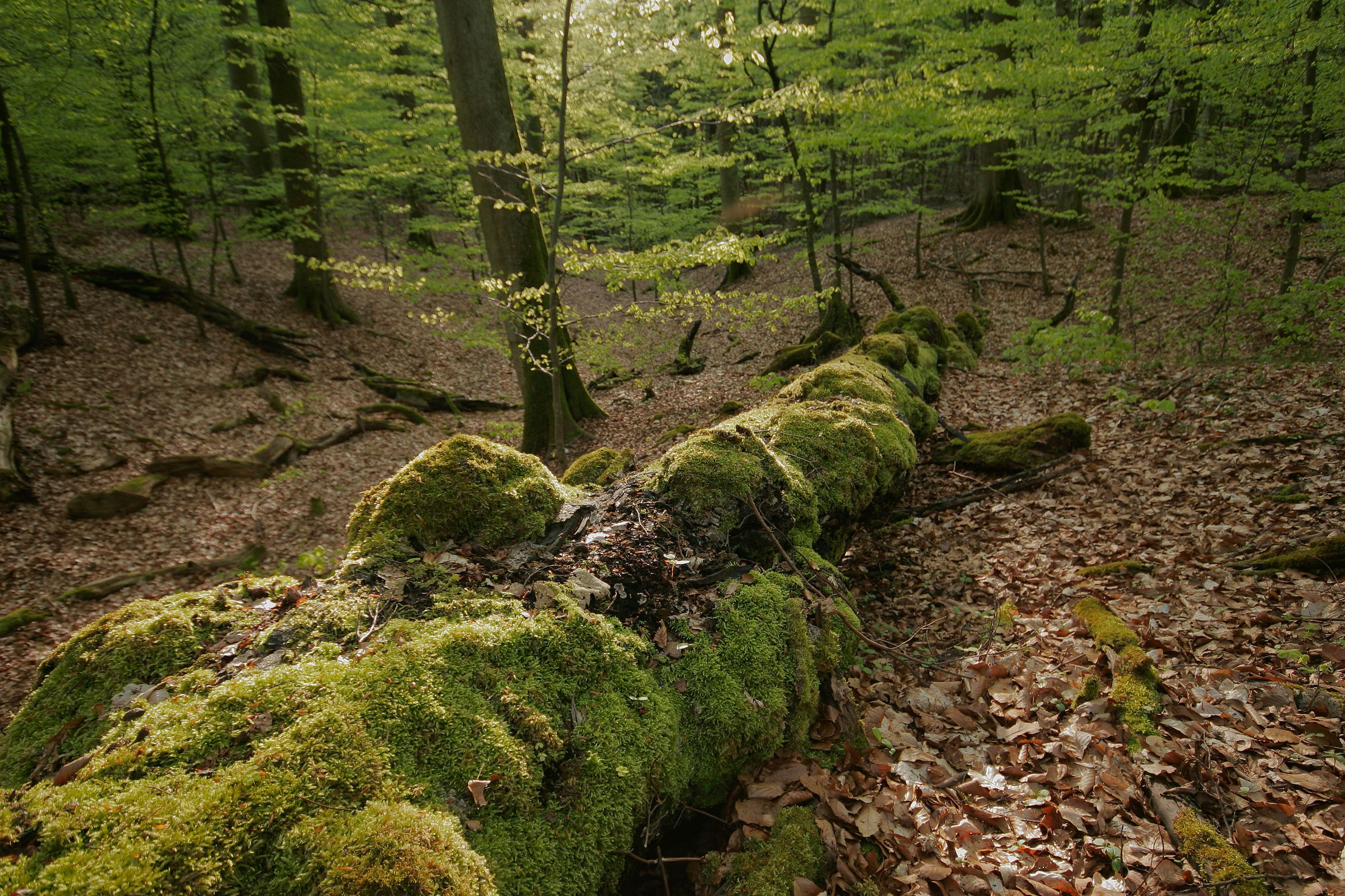 Naturschutz im Wald – hier ein alter Baum, der zu Totholz zerfällt.