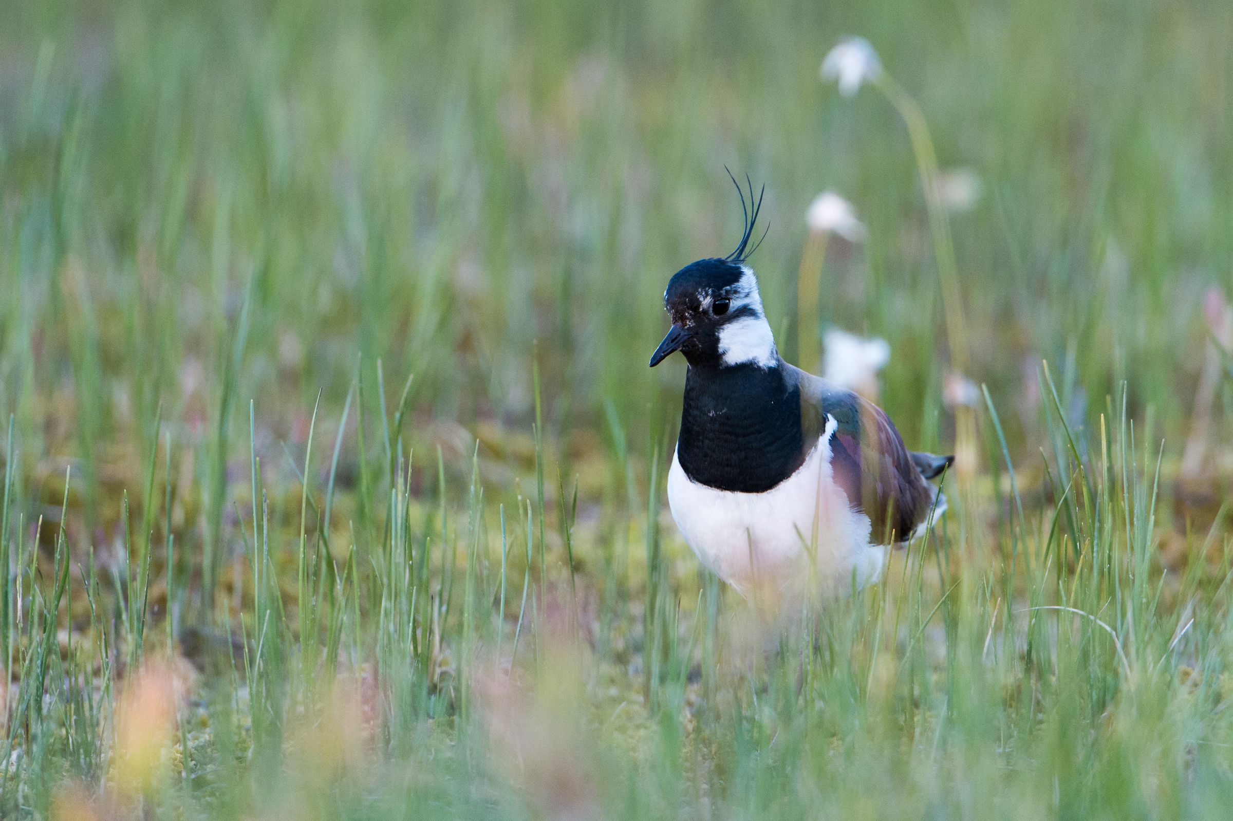 Wildblumenwiesen: Extensiv genutztes Grünland bietet auch Lebensraum für Wiesenbrüter, hier ein Kiebitz.