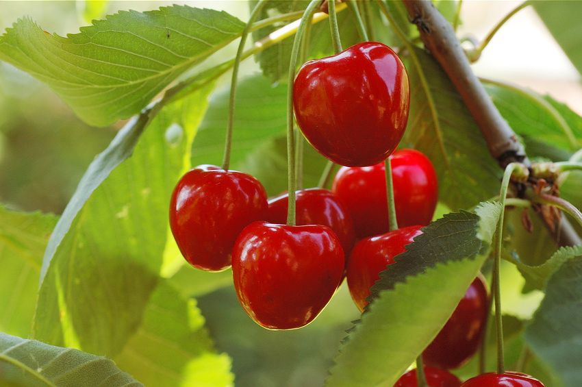 Streuobstwiesen sind wertvoller Lebensraum: Reife Kirschen am Baum