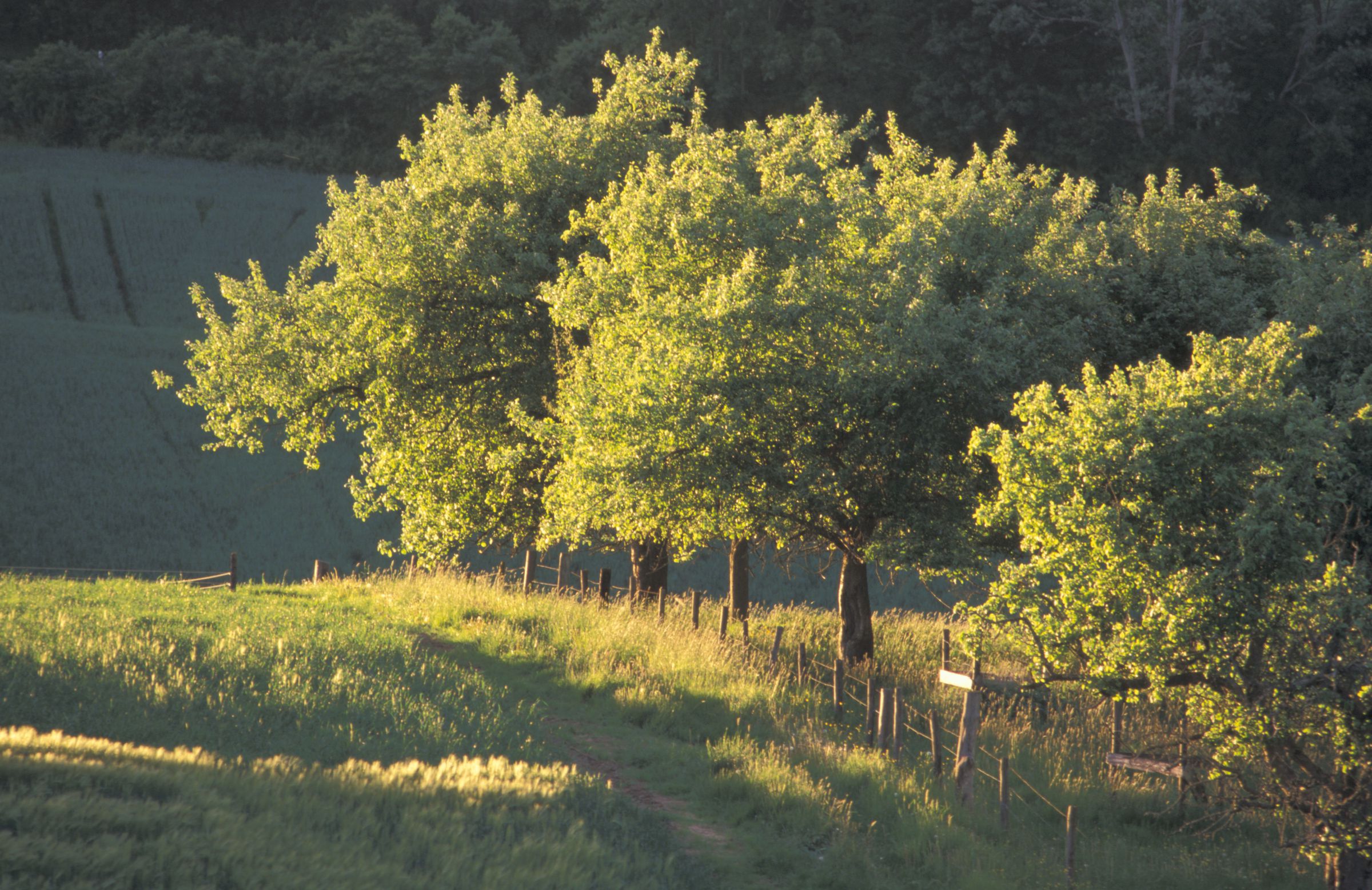 Lebensraum Streuobstwiese – viele verschiedene Obstbäume stehen locker verstreut auf einer Wiese in der Sonne