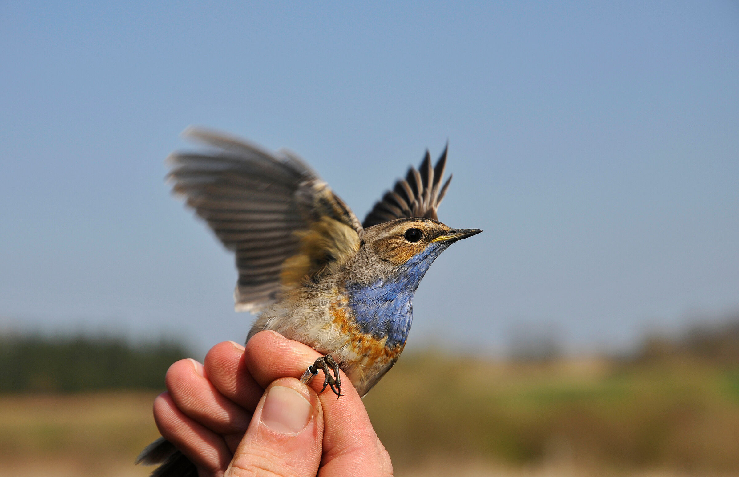 Ein Vogel mit einem Ring am Bein und blauem Kehlfleck in der Hand eines Wissenschaftlers