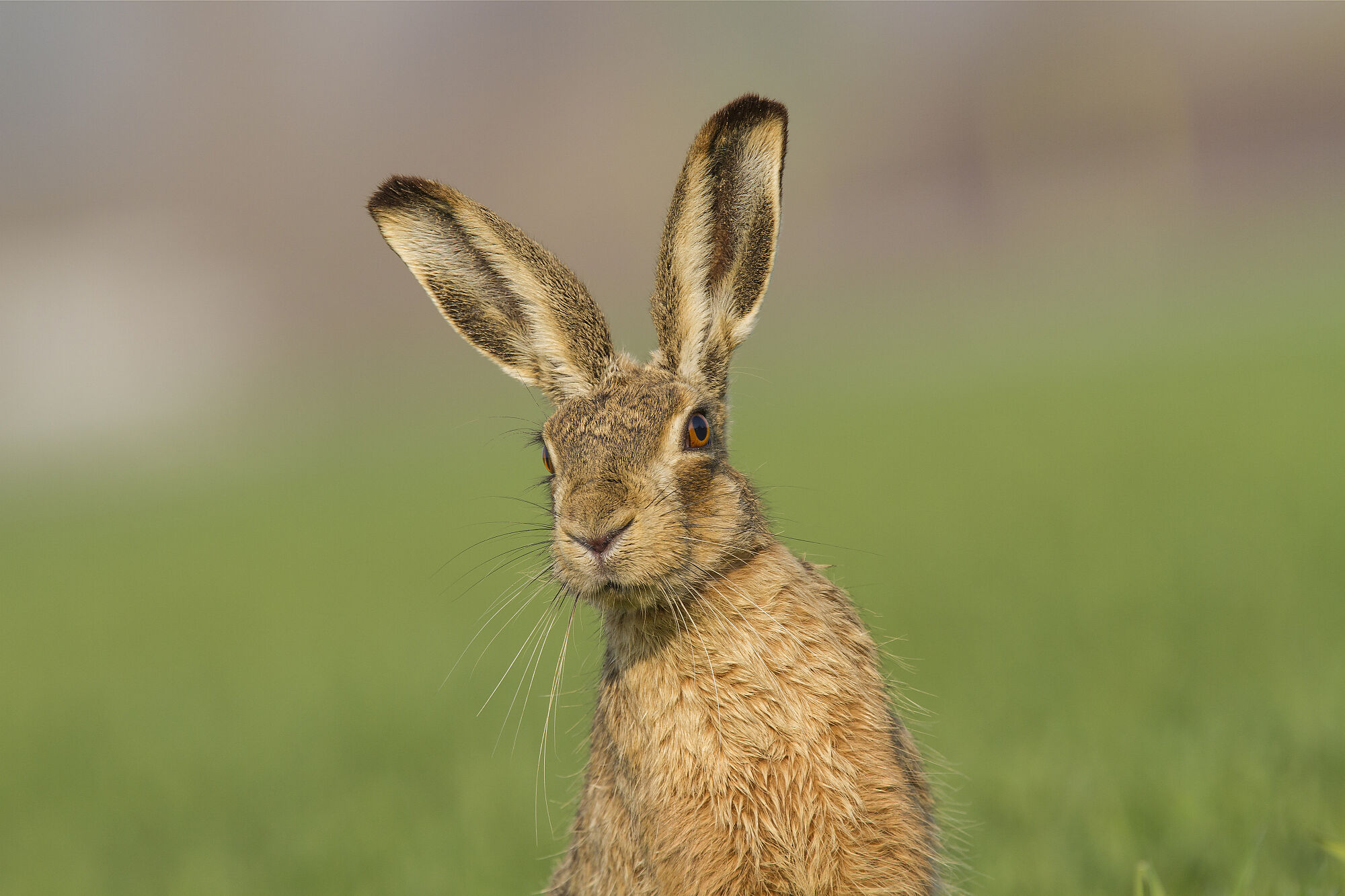 Ein Feldhase schaut aufmerksam in die Kamera: Früher eine "Allerweltsart" findet auch er sich heute auf der Roten Liste als bedrohte Tierart. (Foto: Ivan/AdobeStock)